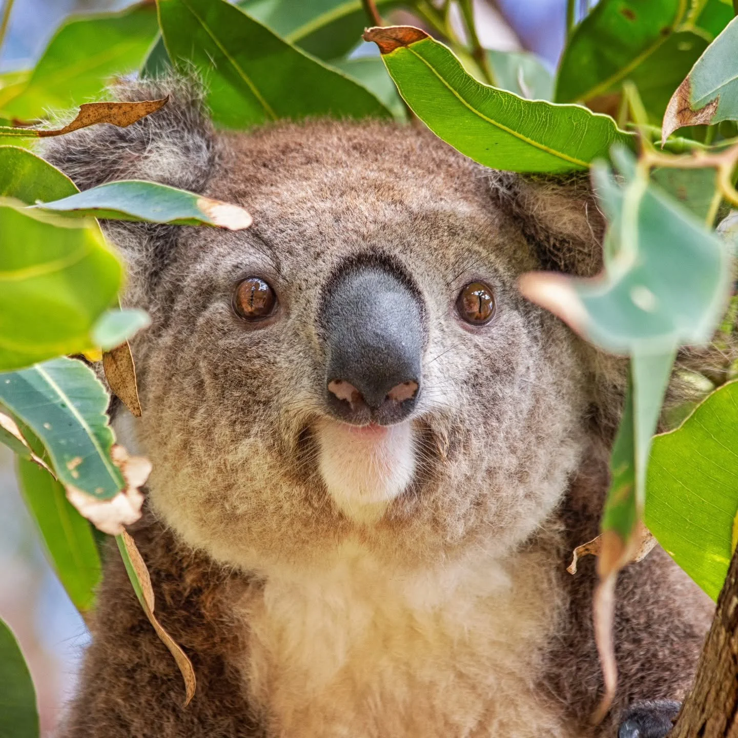 I was thinking about this gorgeous koala recently. I helped capture her for @portmacquariekoalahospital  sonthey could treat her for chlamydia. Once healed, she was then released to the same tree where she was captured from. 

After that time she bec