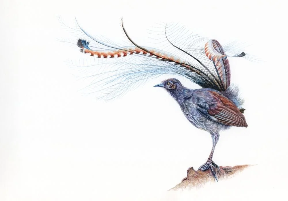Lyrebird-web.jpg