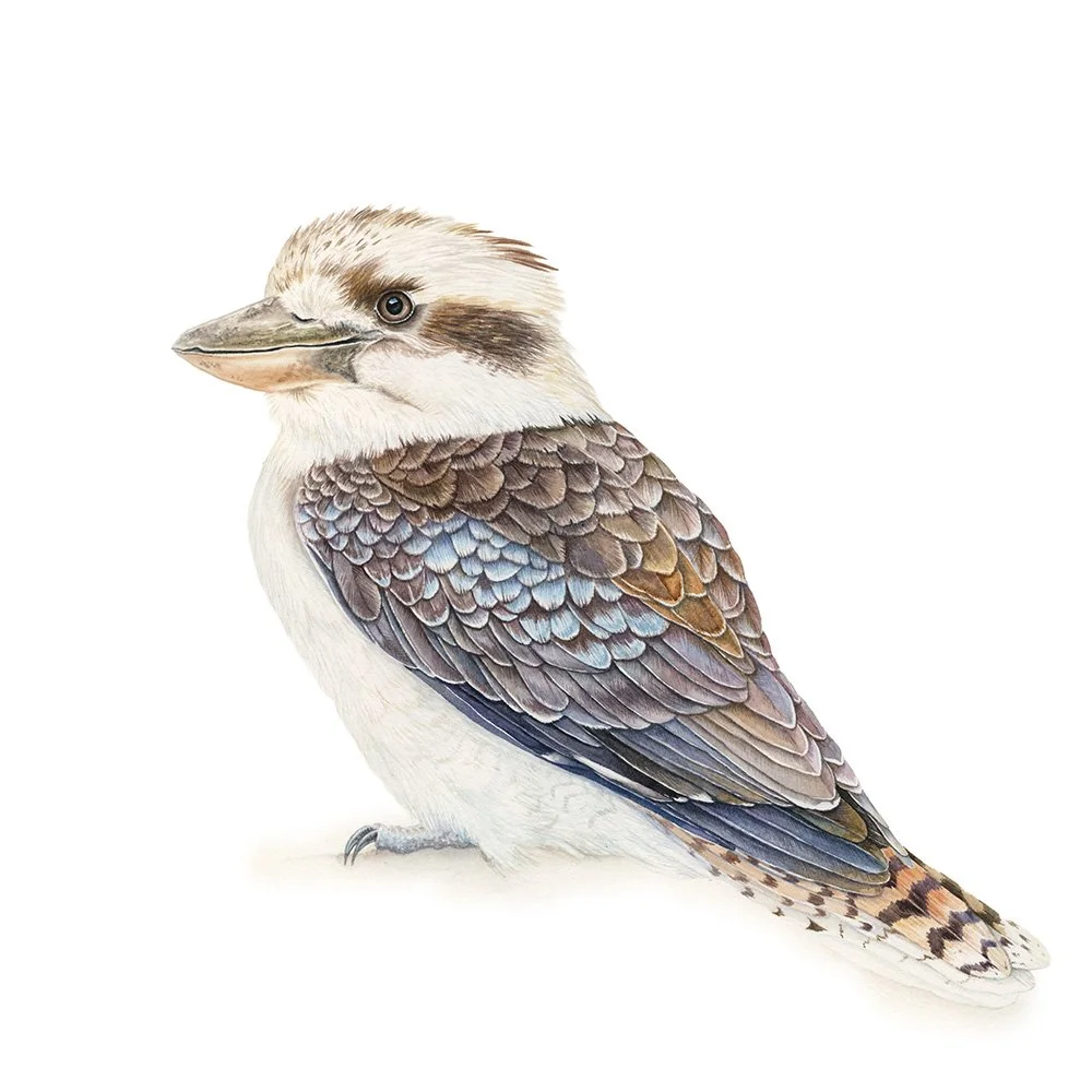Kookaburra-web.jpg