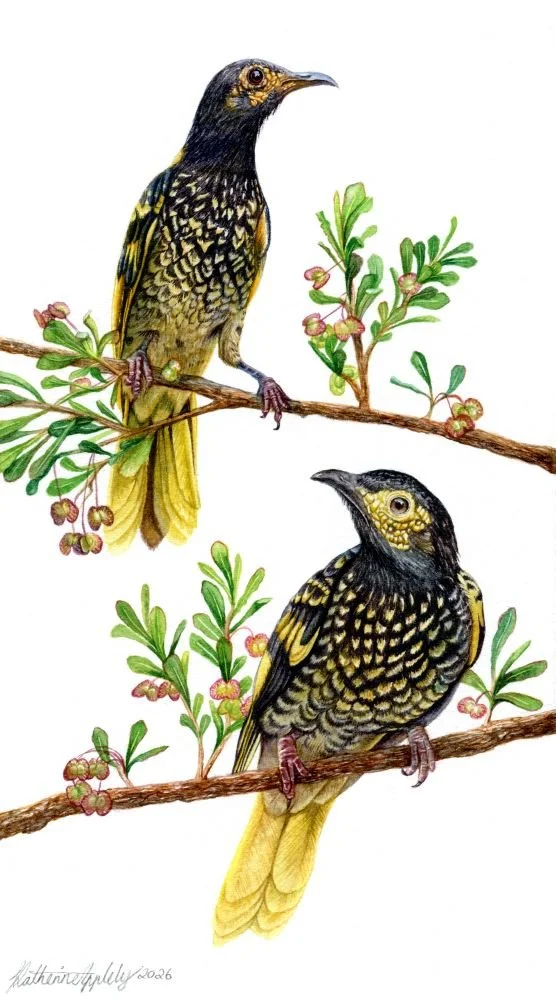 Regent Honeyeater-web.jpg