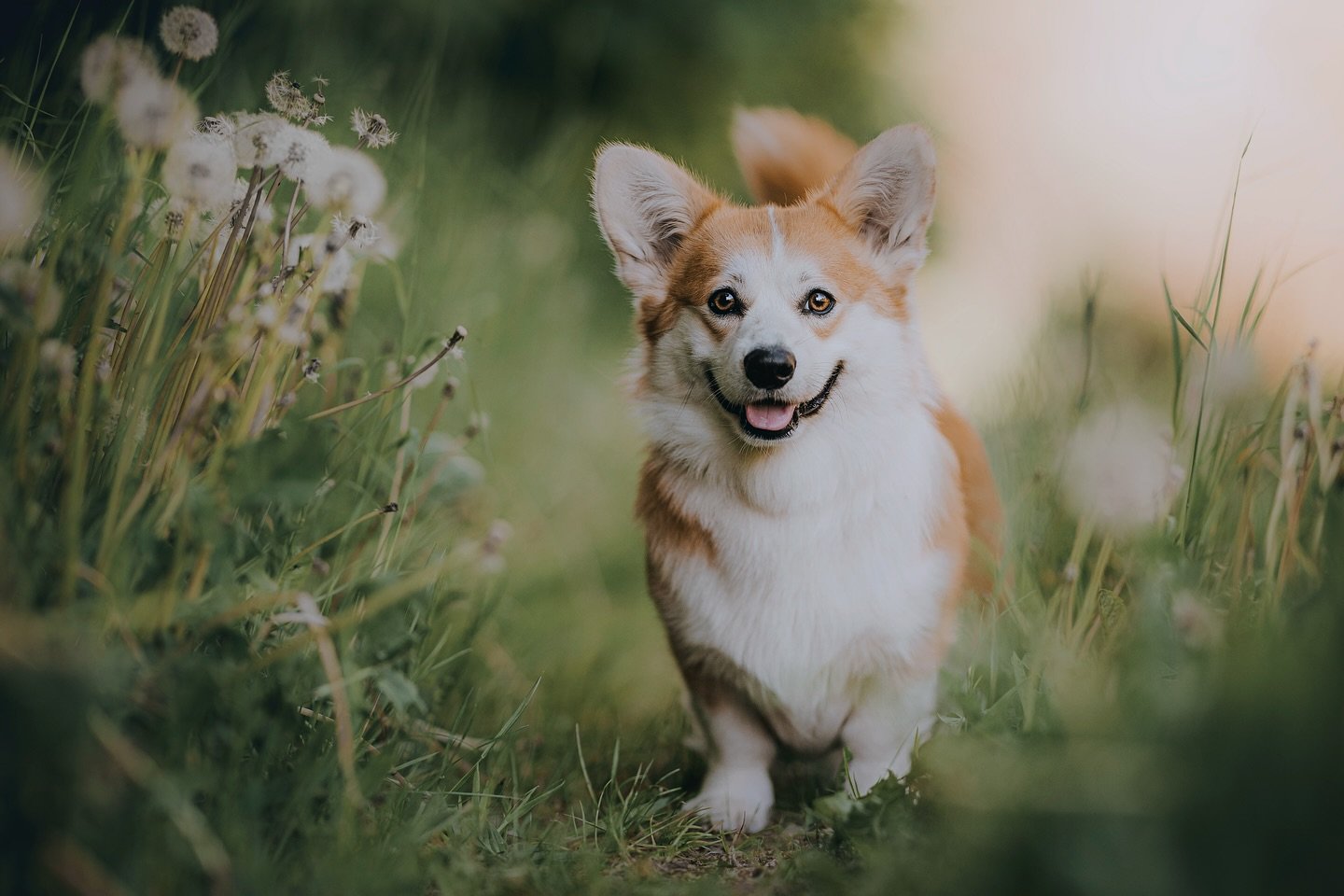 N&aring;r jeg fotograferer hunde, er det ikke kun for at vise, hvordan de ser ud &ndash; men hvem de er, og hvordan de udtrykker sig🐾

Det er is&aelig;r d&eacute;t, jeg elsker ved mit arbejde. At fange de sm&aring; &oslash;jeblikke, unikke tr&aelig;