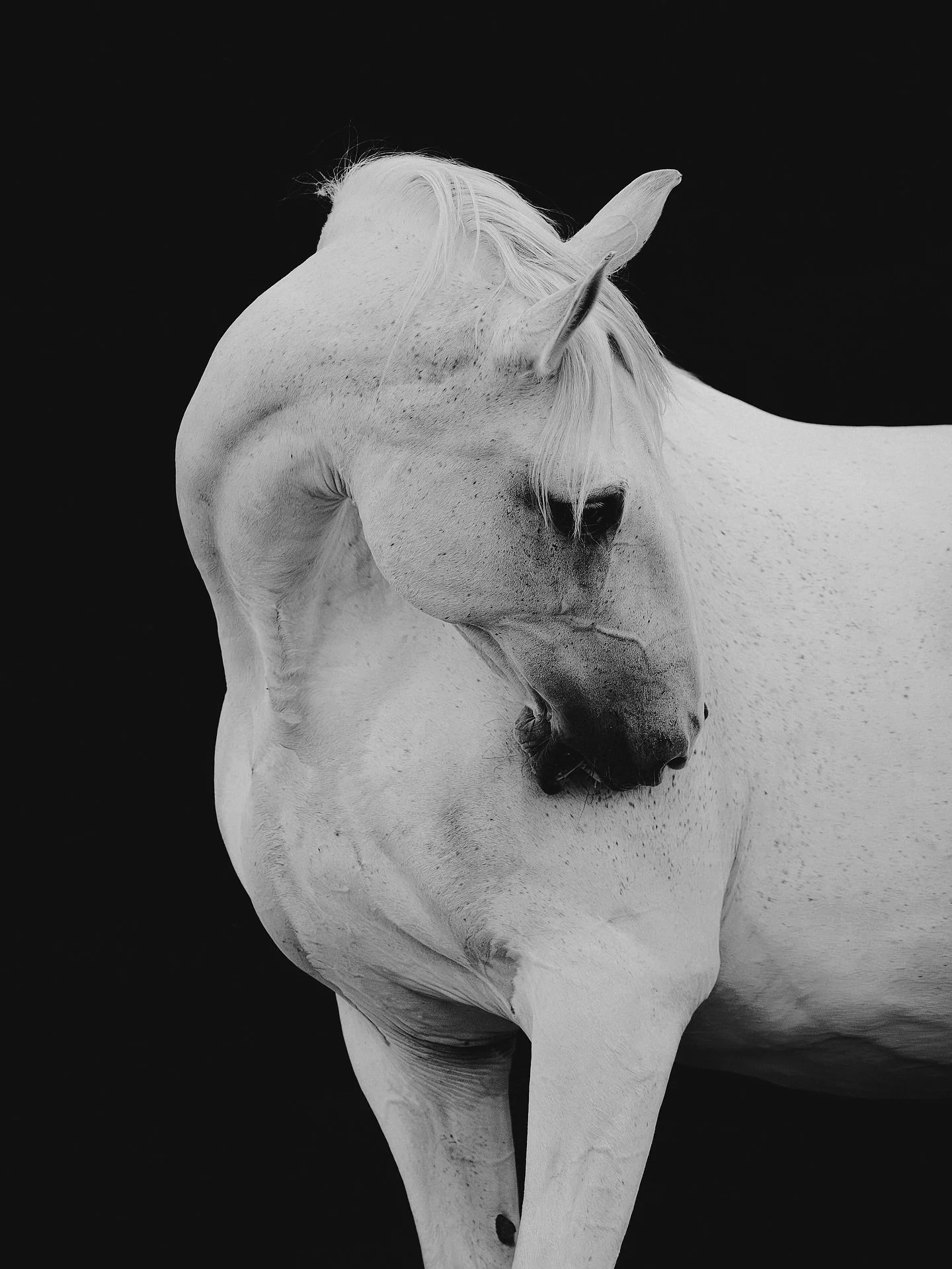 𝑻𝒉𝒆 𝒔𝒉𝒂𝒑𝒆 𝒐𝒇 𝒓𝒆𝒗𝒆𝒓𝒆𝒏𝒄𝒆🤍 

#kajawennichphotography #horsephotographer #horsephoto #equinphotography #equinephotolove #equinephotographer #equinefineartphotography #equinefineart #fineart #fineartphotography #hestefotograf #hestefot
