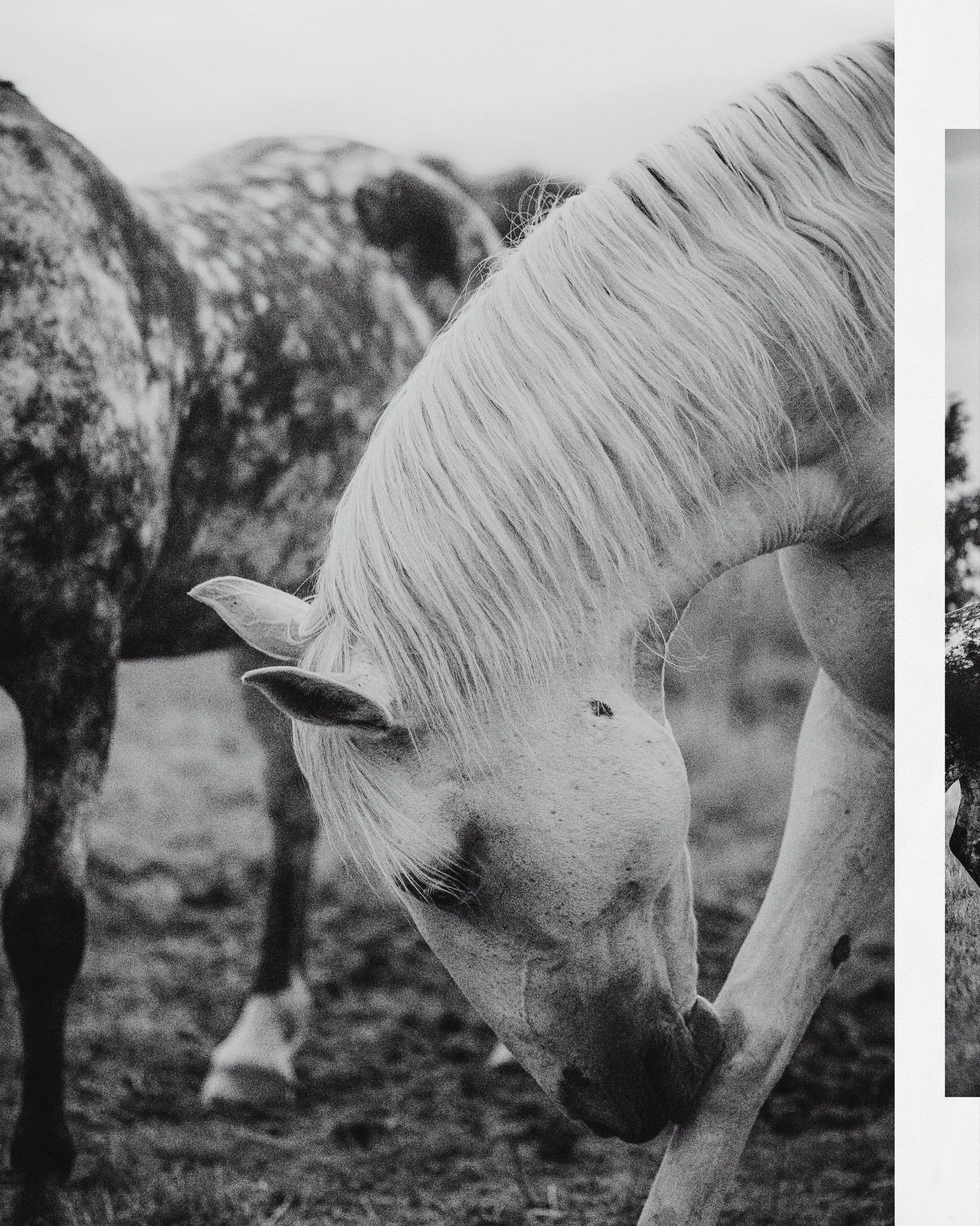 Not gone, only waiting &mdash; the eternal calm of a restless heart.

#kajawennichphotography #horsephotographer #horsephoto #equinphotography #equinephotolove #equinephotographer #equinefineartphotography #equinefineart #fineart #fineartphotography 