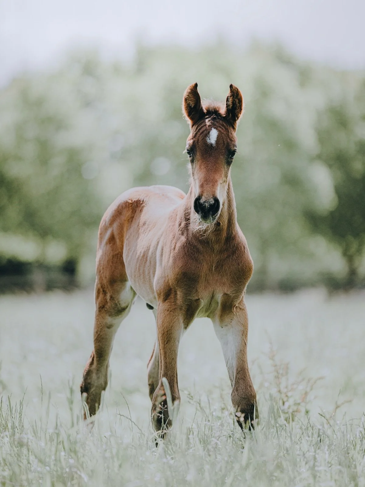De f&oslash;rste minder er ogs&aring; vigtige at f&aring; foreviget🤍

#kajawennichphotography #horsephotographer #horsephoto #equinphotography #equinephotolove #equinephotographer #equinefineartphotography #equinefineart #fineart #fineartphotography