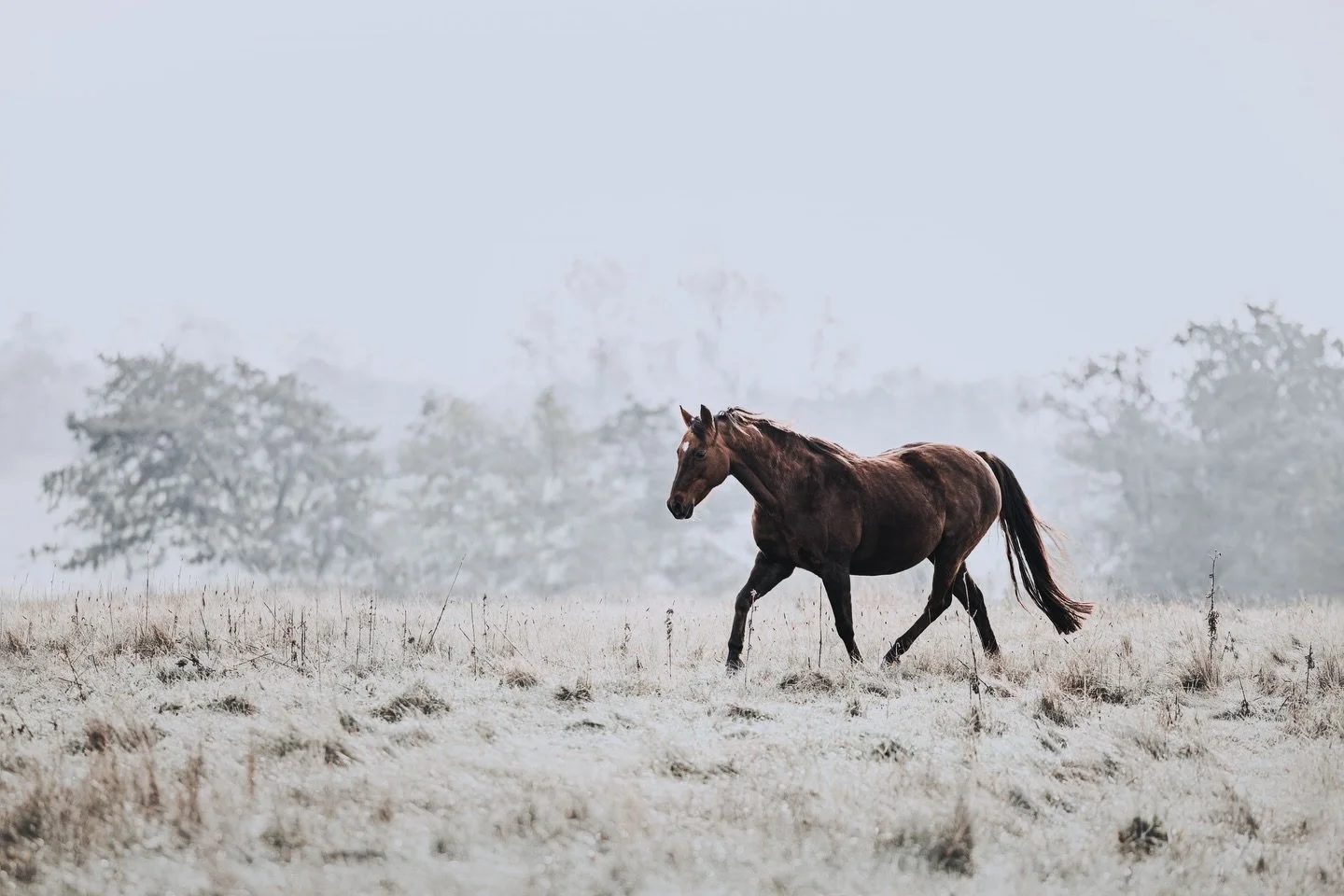 De kolde morgener med frost er lige til at dr&oslash;mme sig v&aelig;k I (hvis vi alts&aring; ikke lige taler om at frost p&aring; bilruden altid kommer som en overraskelse🤭❄️⏰). Er det i &aring;r du skal have realiseret dit dr&oslash;mmevintershoot