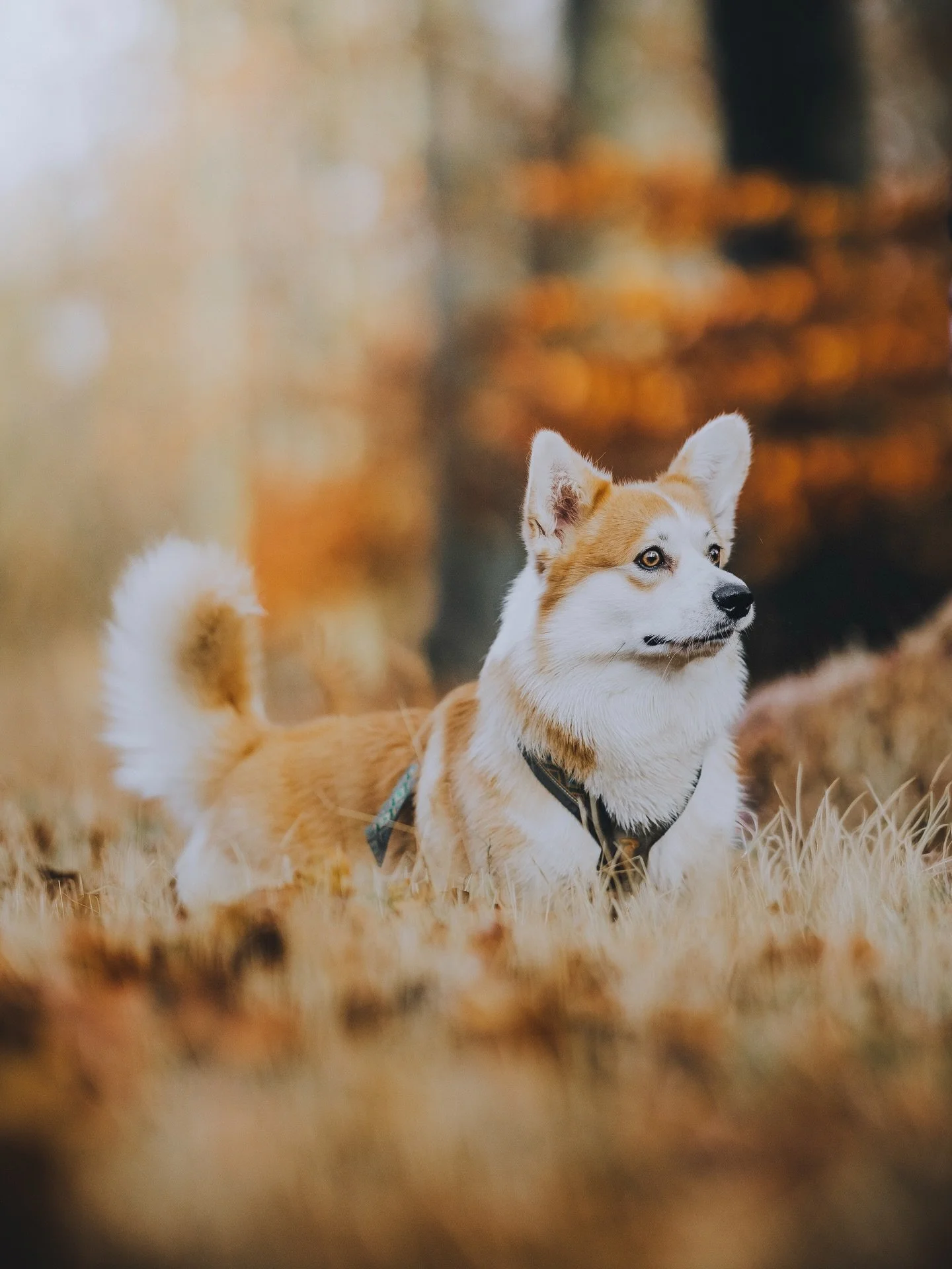 Selvom bladene efterh&aring;nden er drysset af tr&aelig;erne er skoven stadig smuk og fuld af muligheder - og selvom man ikke skulle tro det er billedet her faktisk kun 1,5 uge gammelt. S&aring; gik du og troede at vinter = d&aring;rlige og kedelige 