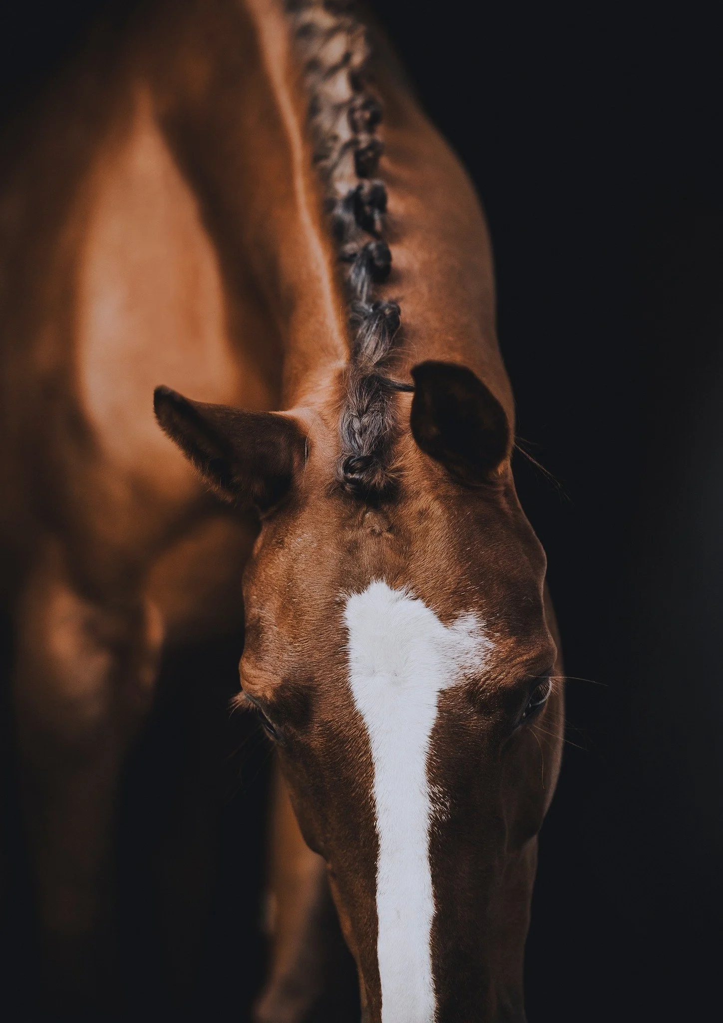 &AElig;stetik med 4 ben, pelsede &oslash;re og en mule er den bedste form for &aelig;stetik - hvis du sp&oslash;rg mig alts&aring;🖤

Siennas mennesker gav mig kunstnerisk frihed da de skulle have foreviget begge deres heste, som bare var topklar til