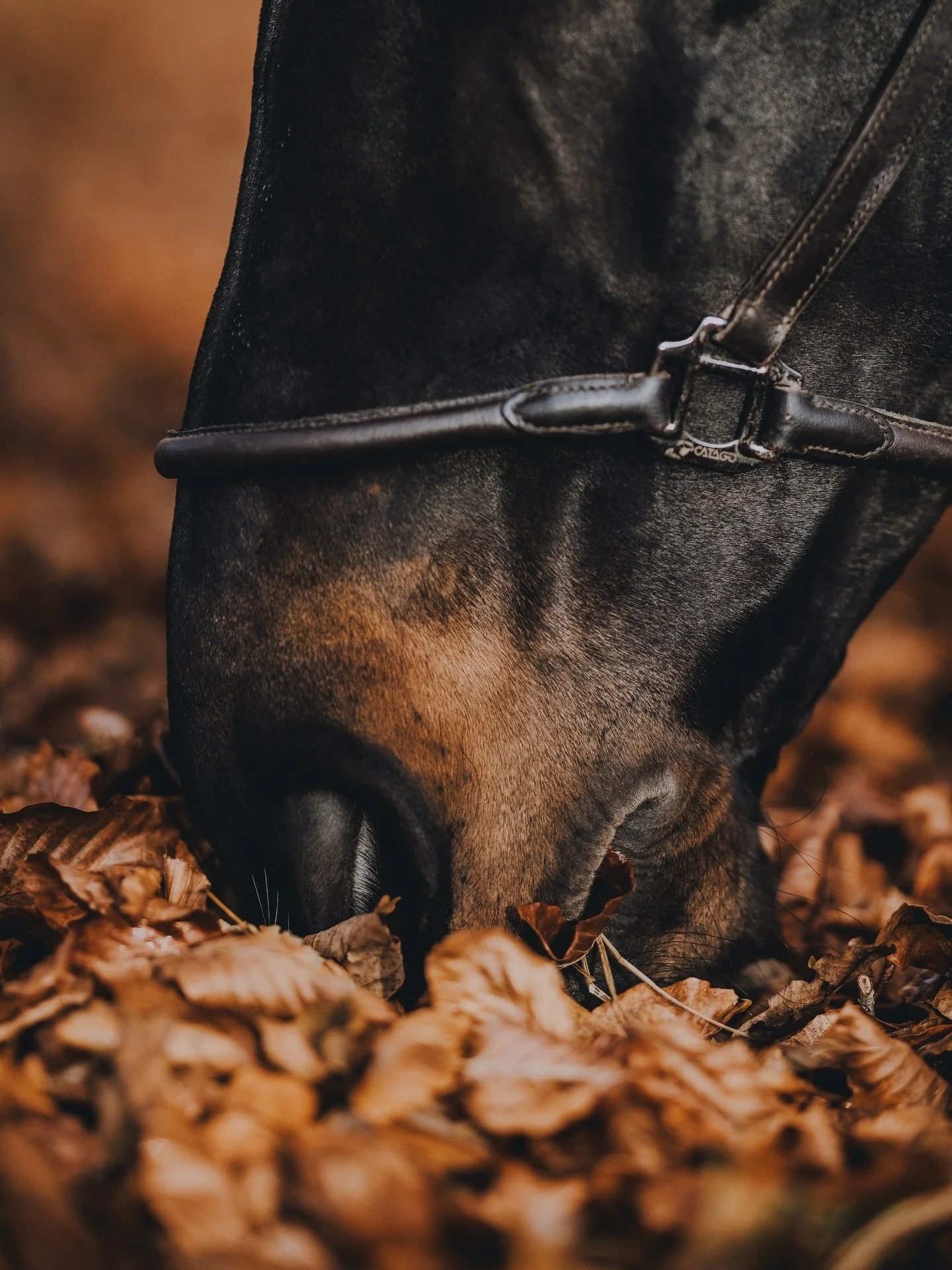 Hvad g&oslash;r dit dyr helt s&aelig;rlig? Er det blikket, et helt s&aelig;rligt aftegn,  noget han/hun altid g&oslash;r i bestemte situationer eller noget helt tredje? En flot pose med &oslash;rene opm&aelig;rksomt strittende frem kan v&aelig;re sup