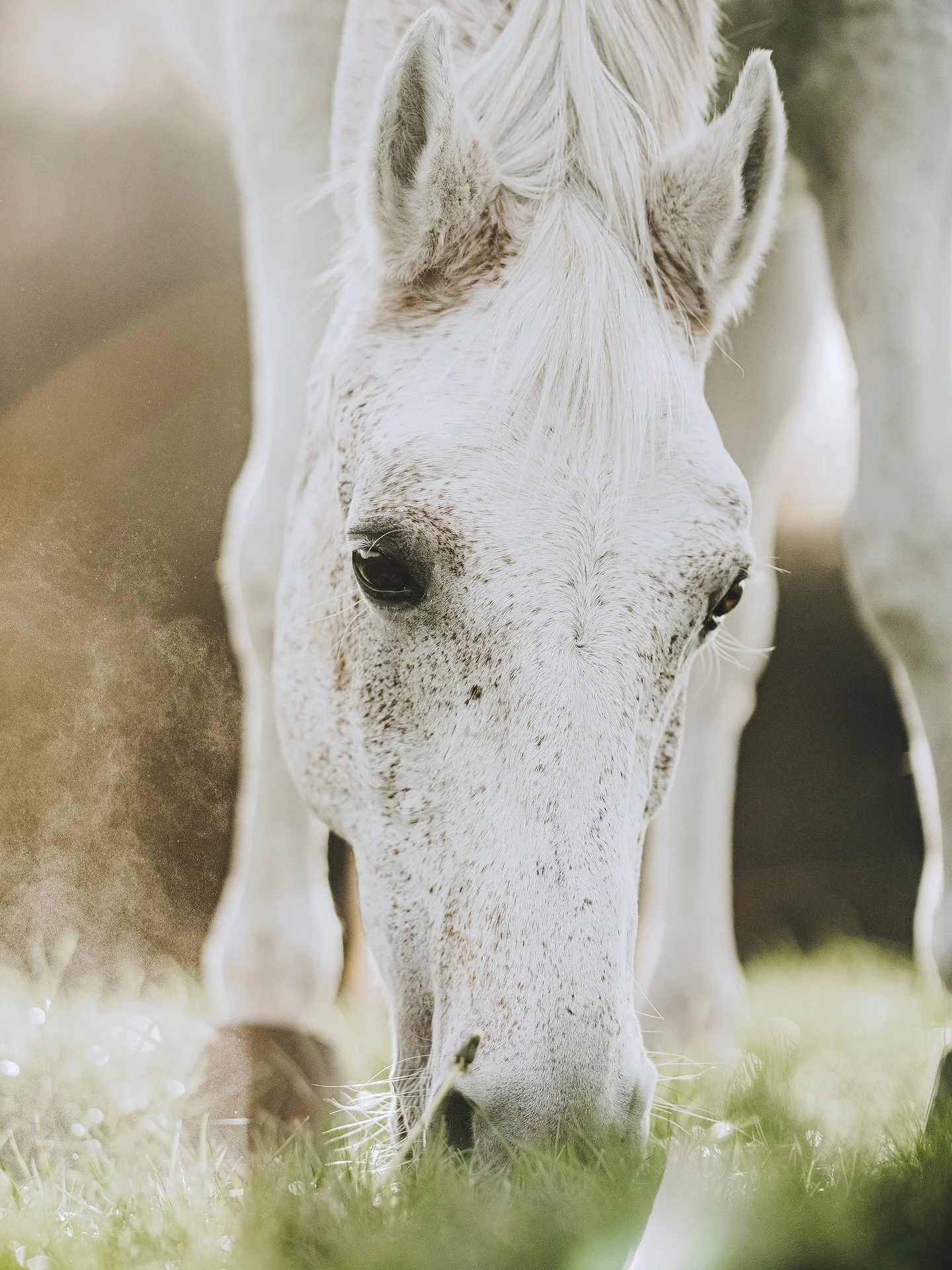 N&oslash;j en travl december det blev til! En ting er en masse sk&oslash;nne shoots med b&aring;de privat- og erhvervskunder, redigeringsarbejde og n&aring; jo og s&aring; lige en flytning oveni🤭🌪️ Men ikke desto mindre en begivenhedsrig m&aring;ne