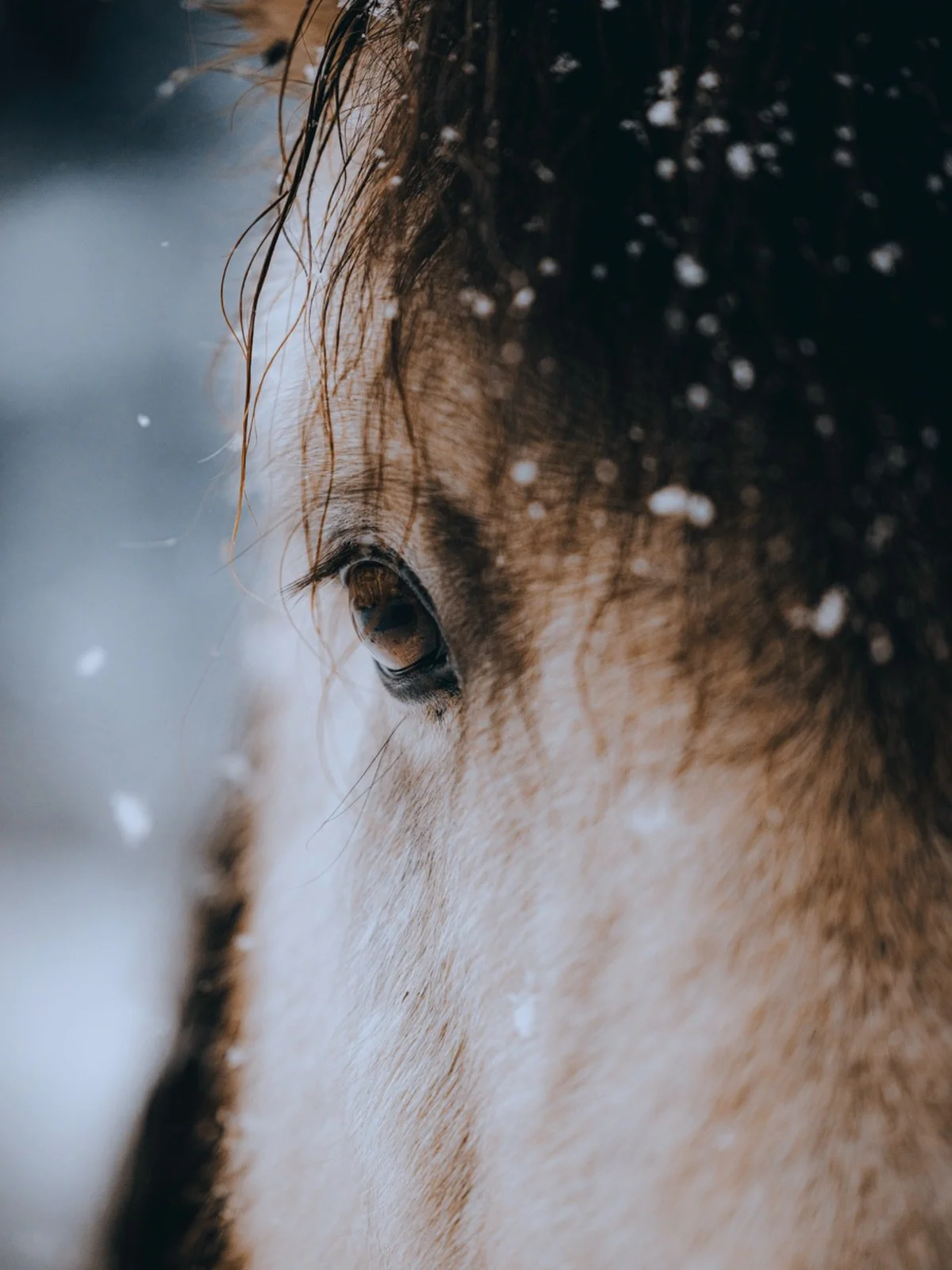 I skrivende stund daler den fineste sne ned her hos mig i lynge og danner det smukkeste snelandskab✨ Det skal udnyttes! Derfor vil man den n&aelig;ste uge kunne 𝘀𝗽𝗮𝗿𝗲 𝟭𝟬% p&aring; en valgfri pakke til et sneshoot! kommer du til mig sparer du 5