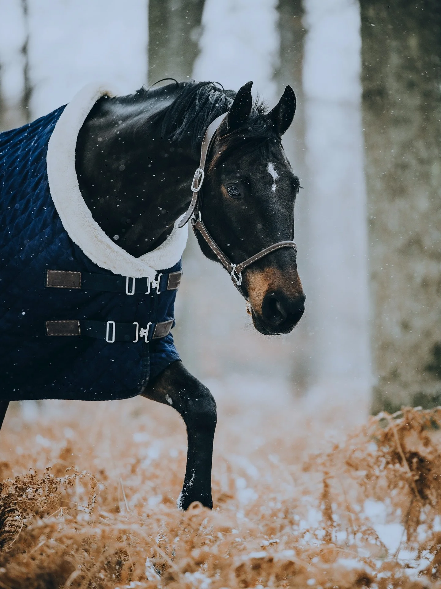 Hvor meget sne er faldet hos jer?❄️

Billederne her er kun f&aring; dage gamle men alligvel er m&aelig;ngden af sne her mangedoblet allerede😍