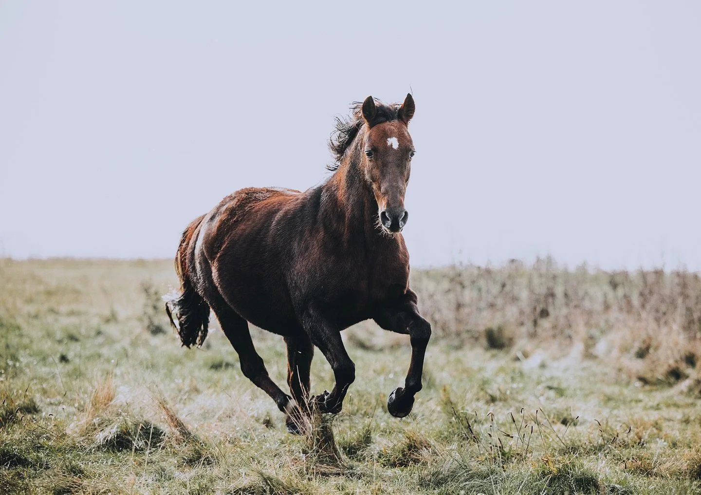 H&aring;ber alle kommer liges&aring; flyvende ind i weekenden som Venus her🐴💨🌾