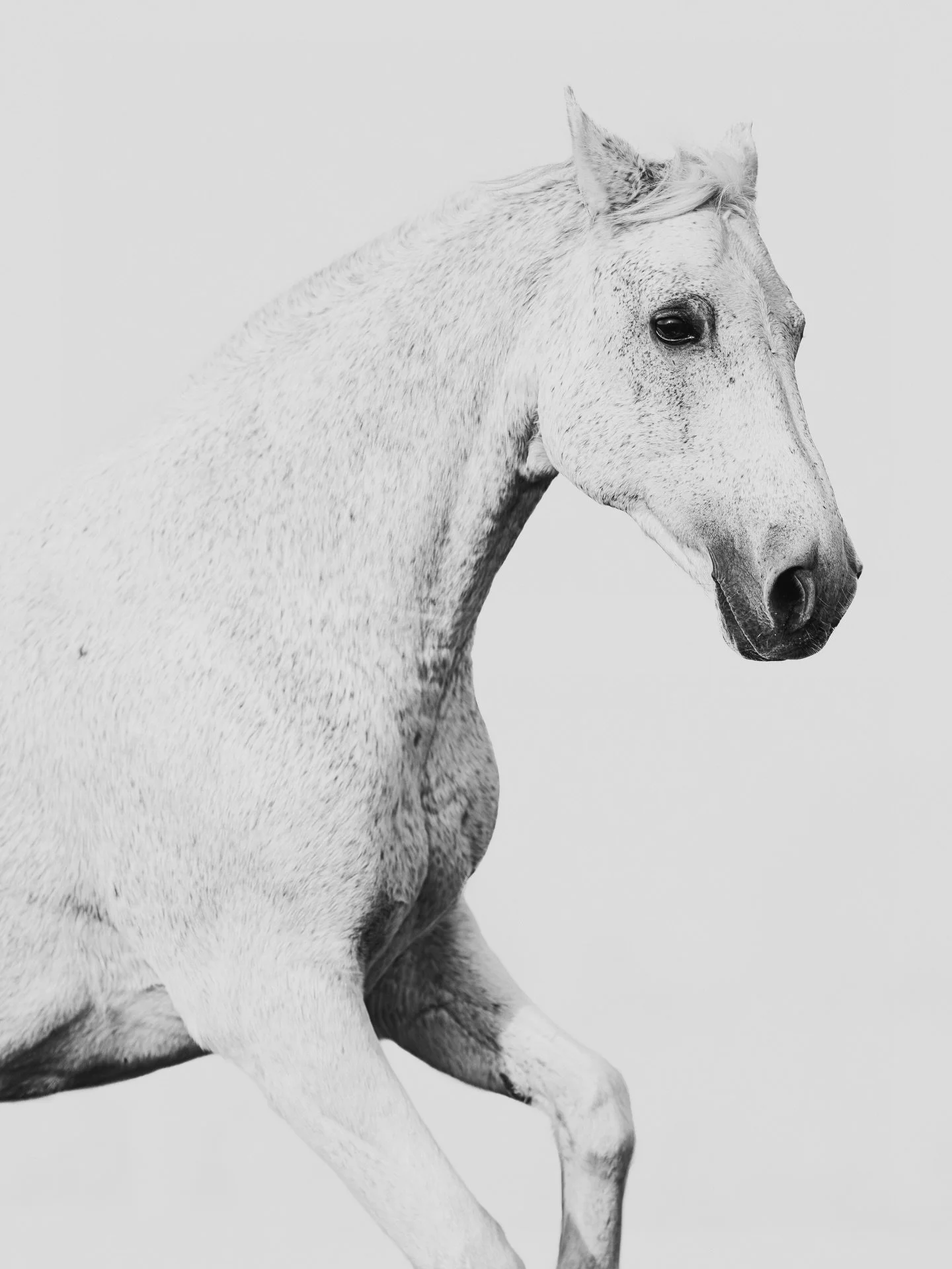 ✧ 𝒏𝒐𝒕 𝒗𝒂𝒏𝒊𝒔𝒉𝒊𝒏𝒈 &mdash; 𝒋𝒖𝒔𝒕 𝒓𝒆𝒇𝒖𝒔𝒊𝒏𝒈 𝒕𝒐 𝒃𝒆 𝒉𝒆𝒍𝒅 ✧

#kajawennichphotography #equinephotographer #hestefotograf #equinfineart #horsephotography