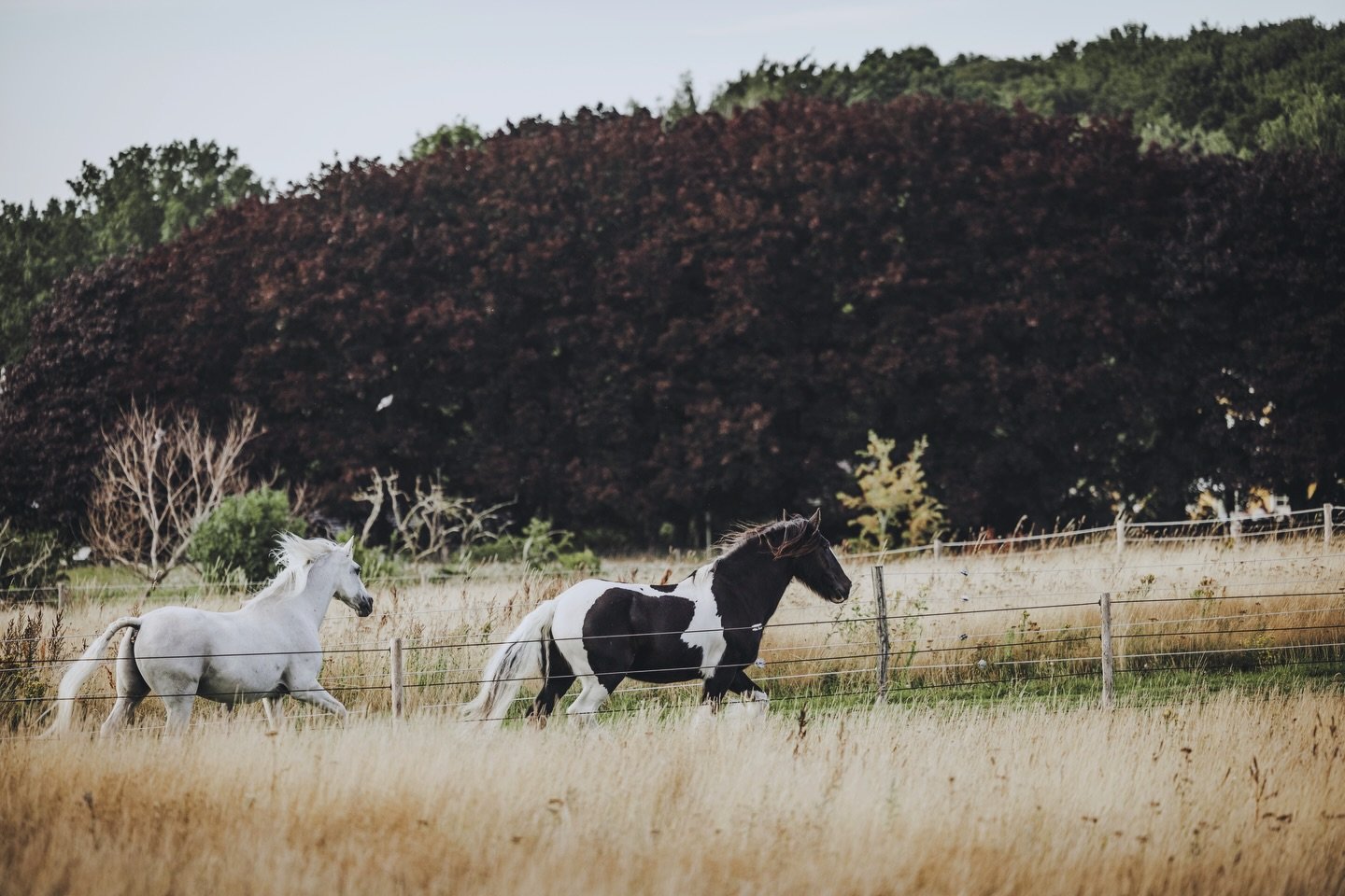 De sidste par &aring;r har jeg haft forn&oslash;jelsen af at forevige de s&oslash;deste heste i deres fantastiske paddock paradise😍 Ejeren af stedet s&aelig;tter nemlig en dyd i at f&aring; taget billeder til en fotobog hvert &aring;r - s&aring; kan