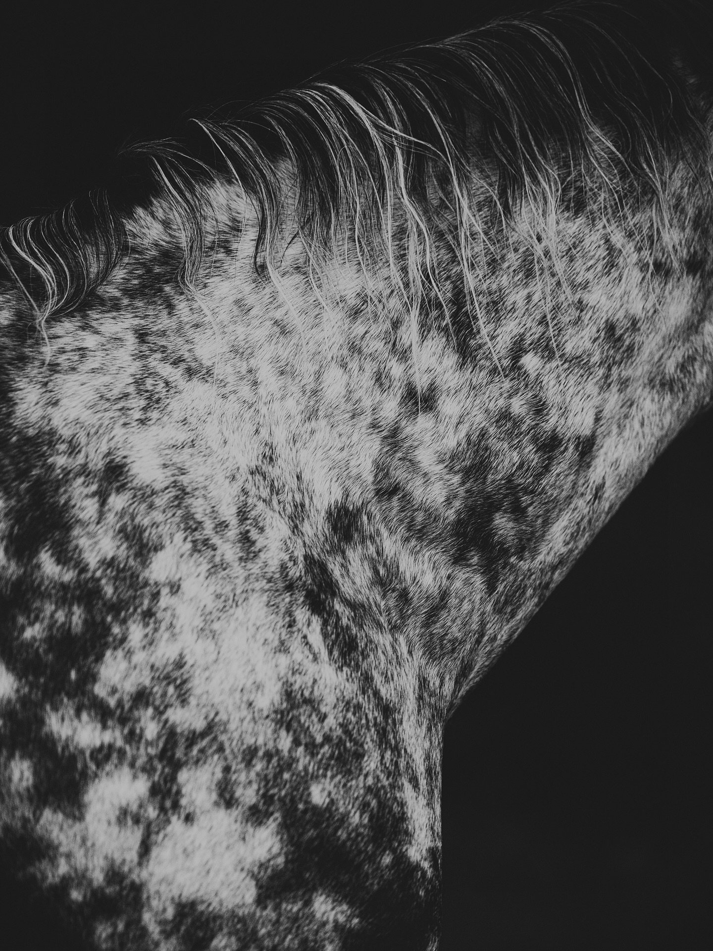 ℙ𝕒𝕥𝕥𝕖𝕣𝕟𝕤 𝕧𝕠𝕝. 𝟙

#kajawennichphotography #fineart #fineartphotography #equinefineart #equinephotography