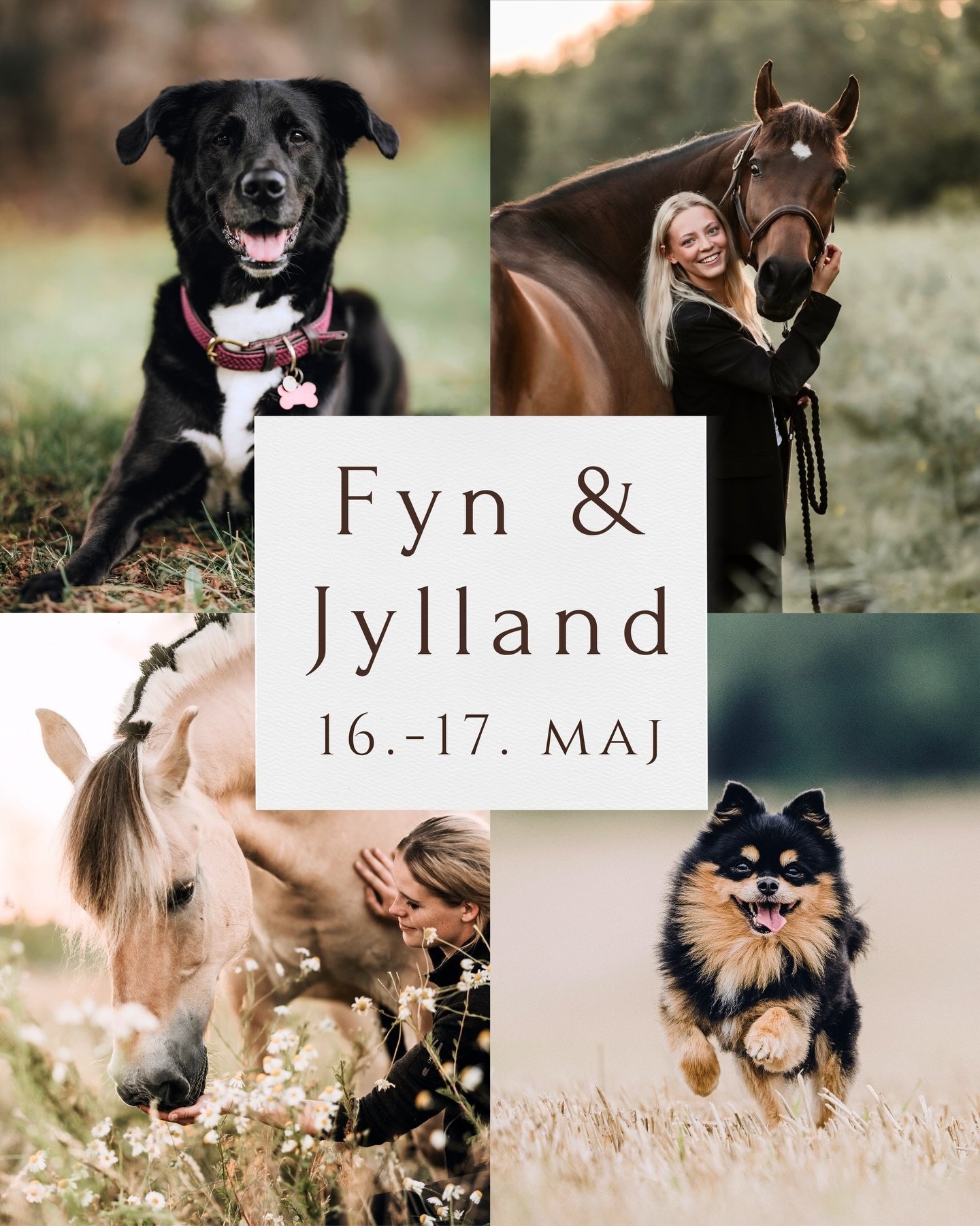 𝐅𝐘𝐍- &amp; 𝐉𝐘𝐋𝐋𝐀𝐍𝐃𝐒𝐓𝐔𝐑
- 𝖽. 𝟣𝟨.-𝟣𝟩. 𝗆𝖺𝗃 𝟤𝟢𝟤𝟨

Dr&oslash;mmer du ogs&aring; om for&aring;rsbilleder, men bor p&aring; Fyn eller i Jylland?🌼
Den tredje weekend i juni k&oslash;rer jeg over broen og har ledige fototider til bi