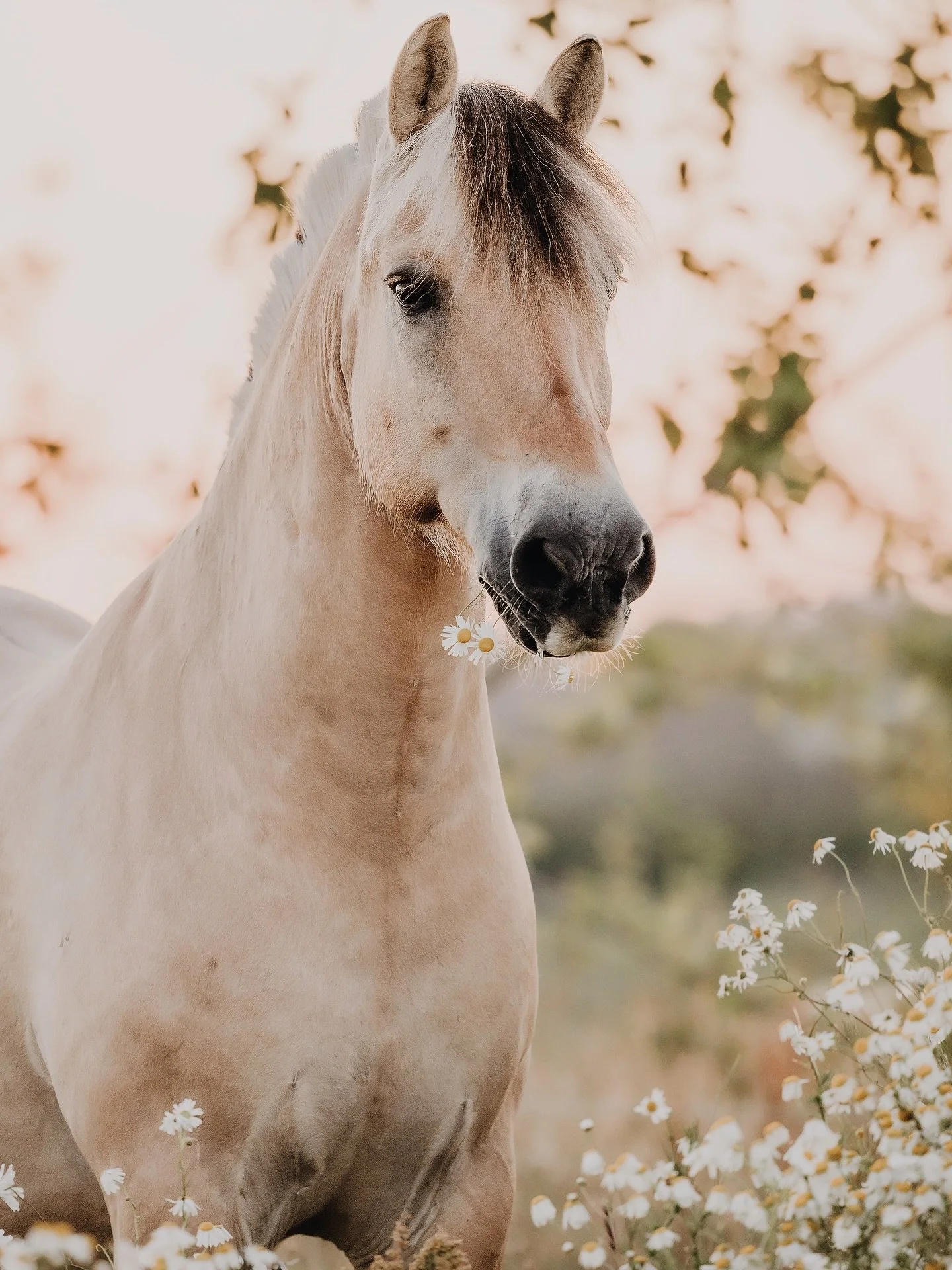Det sidste billeder med fineste Alto forrige sommer🌾 Nogen af de mest betydningsfulde opgaver er lige netop disse og p&aring; disse dage f&aring;r minder, detaljer, gr&aring;d og grin frit spil - selvom sorgen fylder er netop disse dage altid b&arin