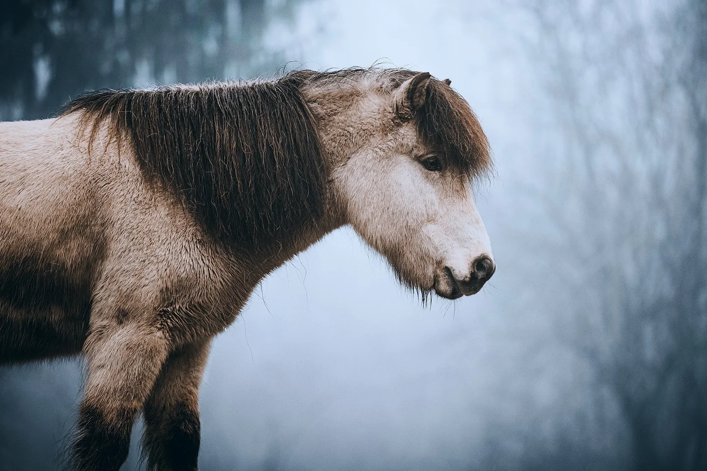 En t&aring;get morgen med M&ouml;kkvi🤍