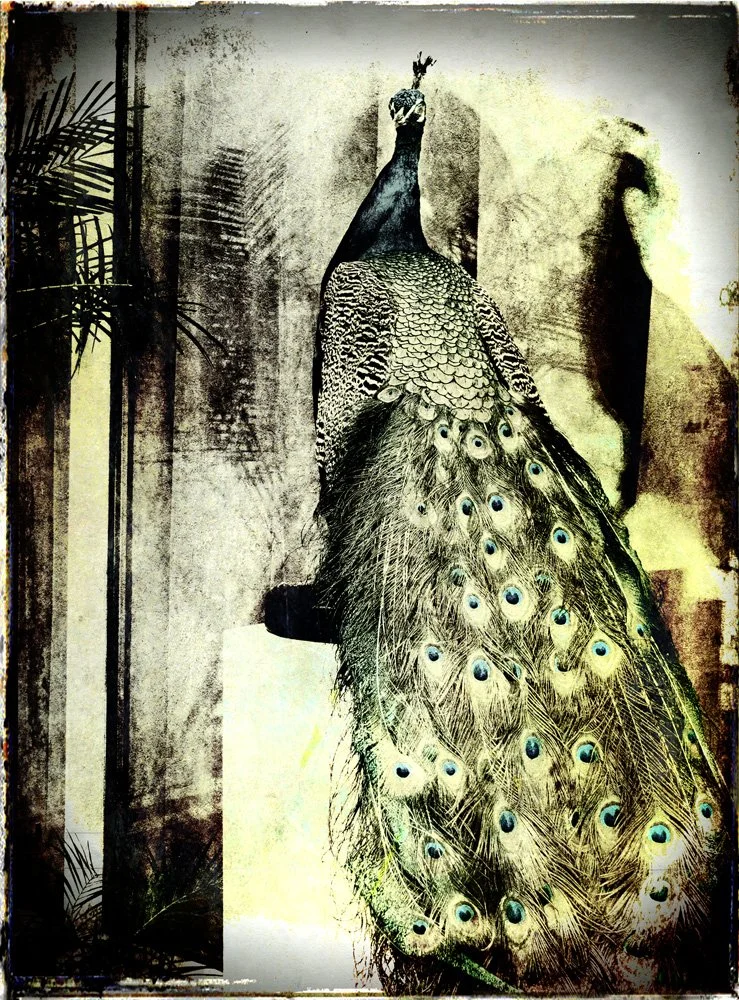 feathersinpeace.jpg