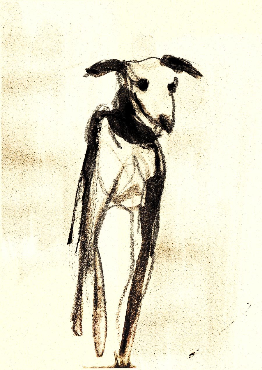 perrrro.jpg