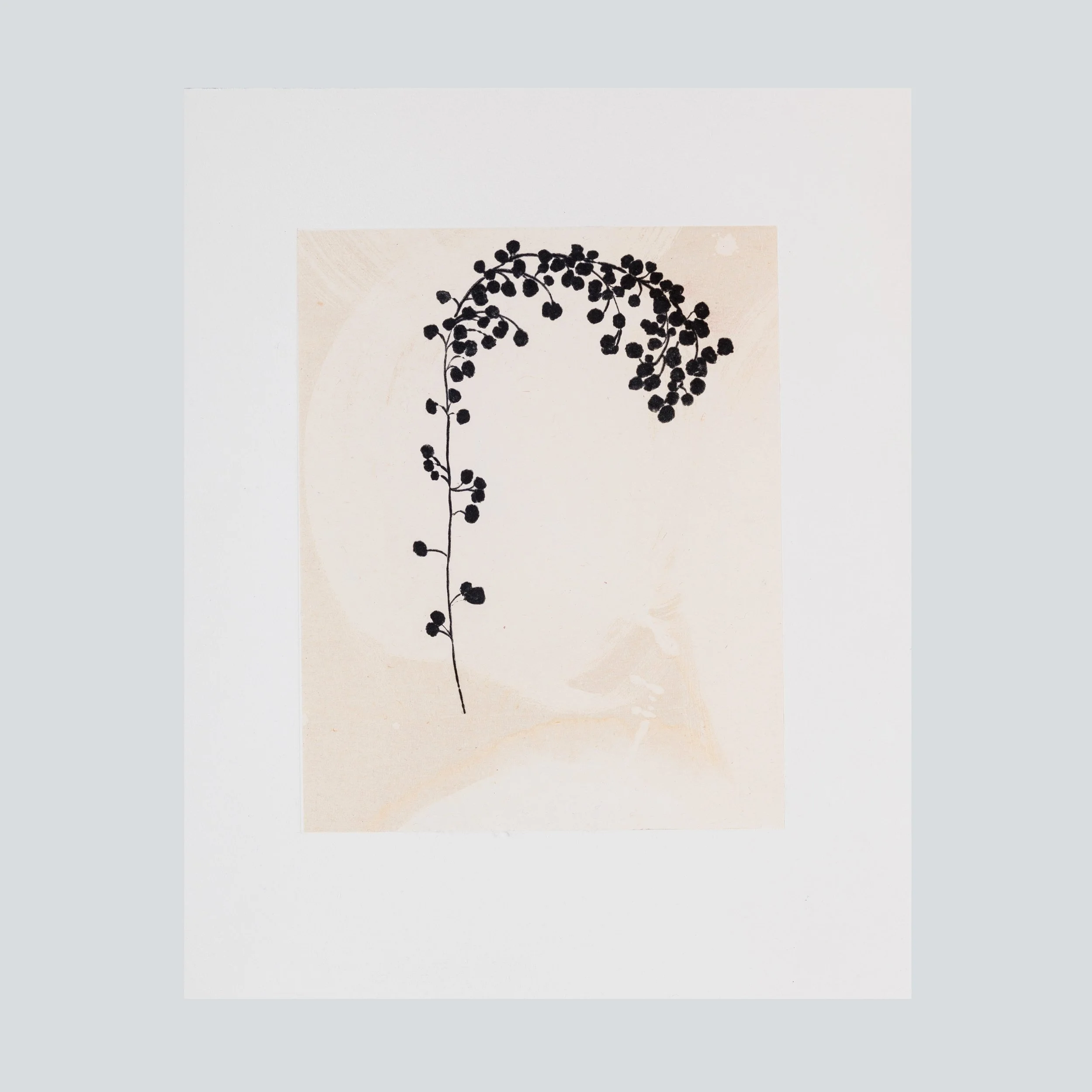 PatrickGabler_Mimose_25x20_2024.jpg