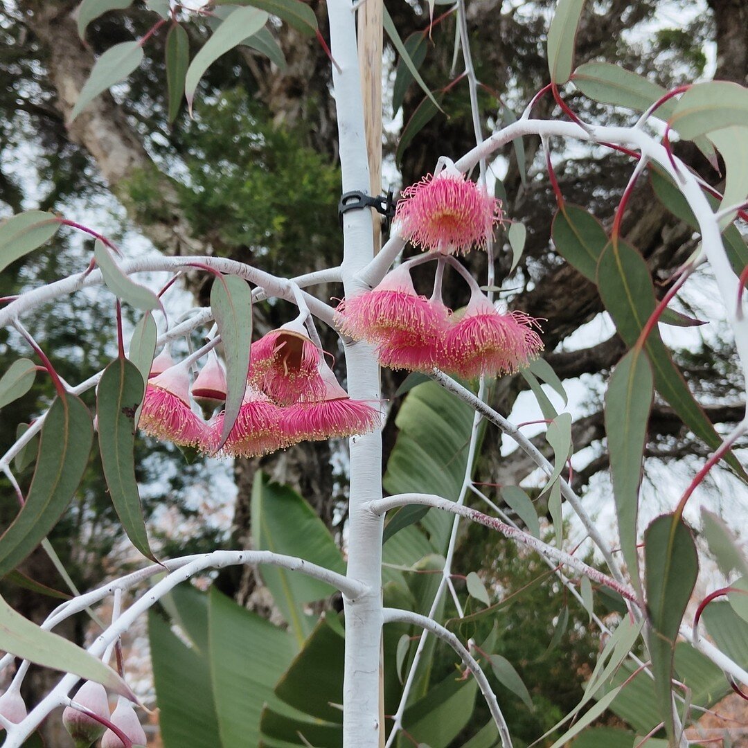 We planted this Silver Princess almost a year ago and just look at the beautiful flowers! 😍
Swipe to see how much it's grown ➡️🌿

✉️ natural_harmony@bigpond.com
📞 0419 722 745

#eucalyptus #eucalyptussilverprincess #silverprincess #flower #austral