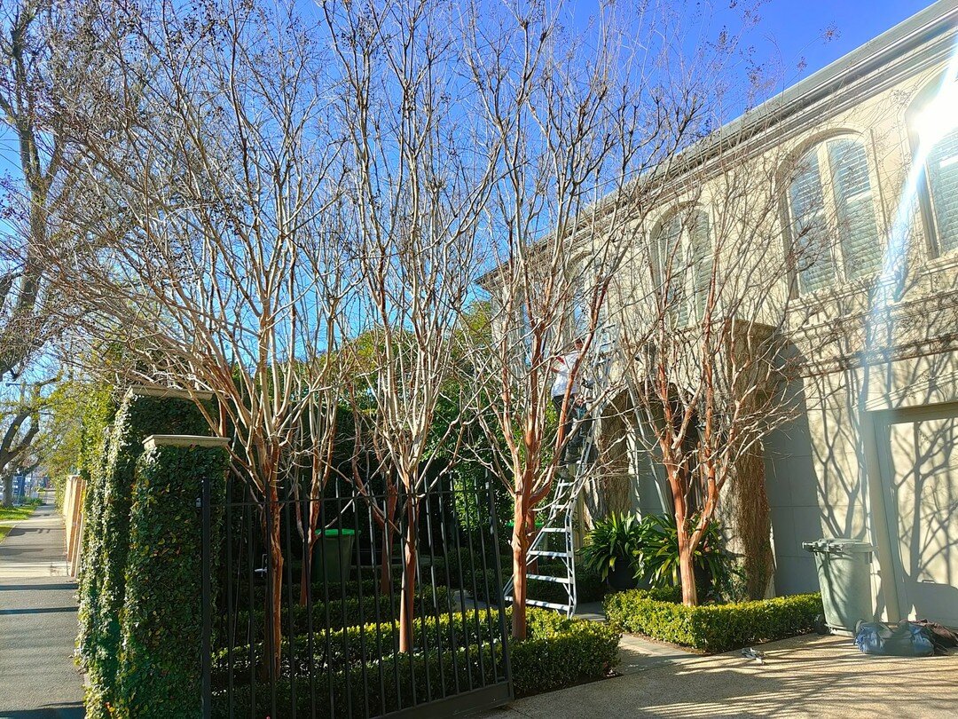 These standard Crepe Myrtle got their yearly prune a few weeks ago! Ready for the spring growth ✅🌿

Looking for a quote? Contact us today!
✉️ natural_harmony@bigpond.com
📞 0419 722 745

#beforeandafter #crepemyrtle #pruning #winterpruning #gardenma