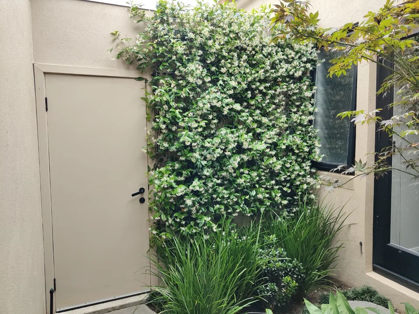 The Trachelospermum jasminoides blooms have been worth the wait this year!
(Swipe for a throwback Thursday to 12 months ago!)

Looking for a quote? Contact us today!
✉️natural_harmony@bigpond.com
📞 0419 722 745

#beforeandafter #trachelospermumjasmi