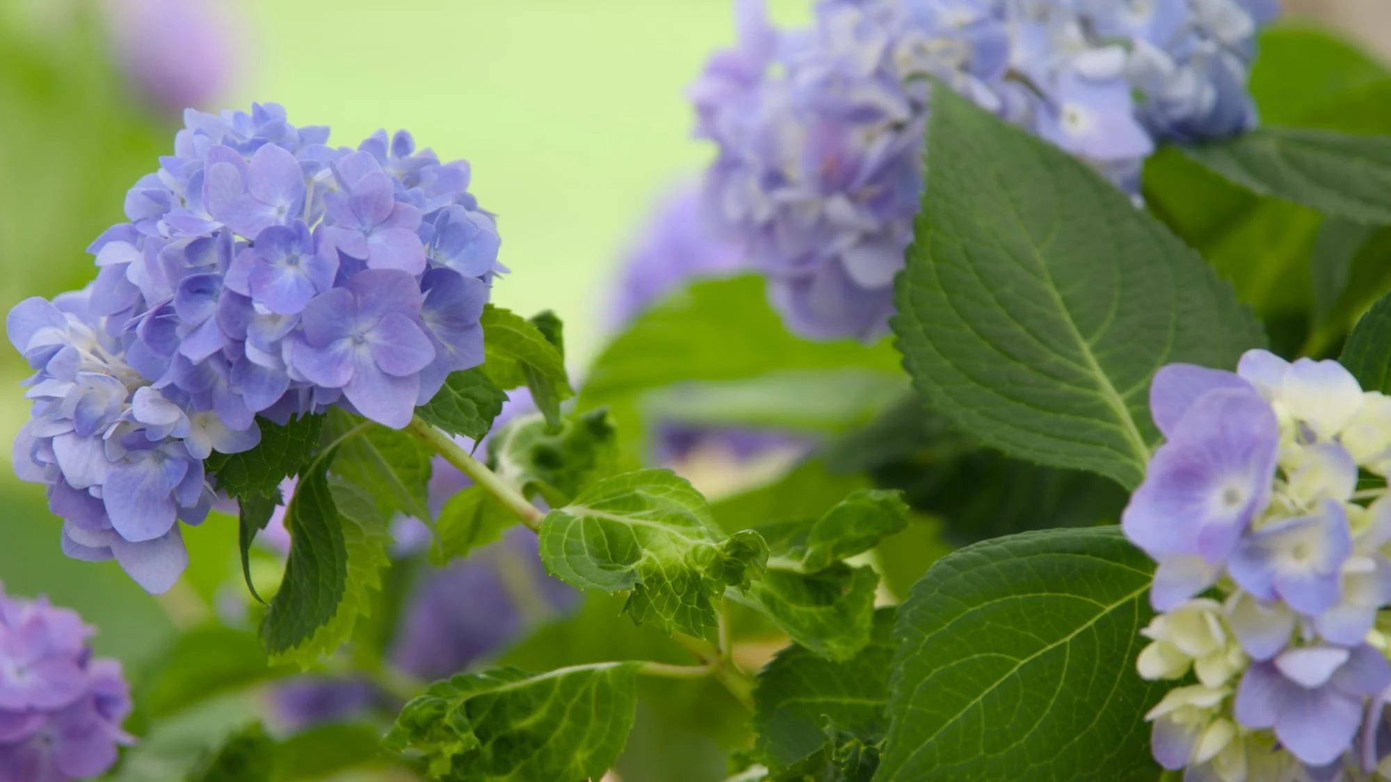 hydrangea.jpg