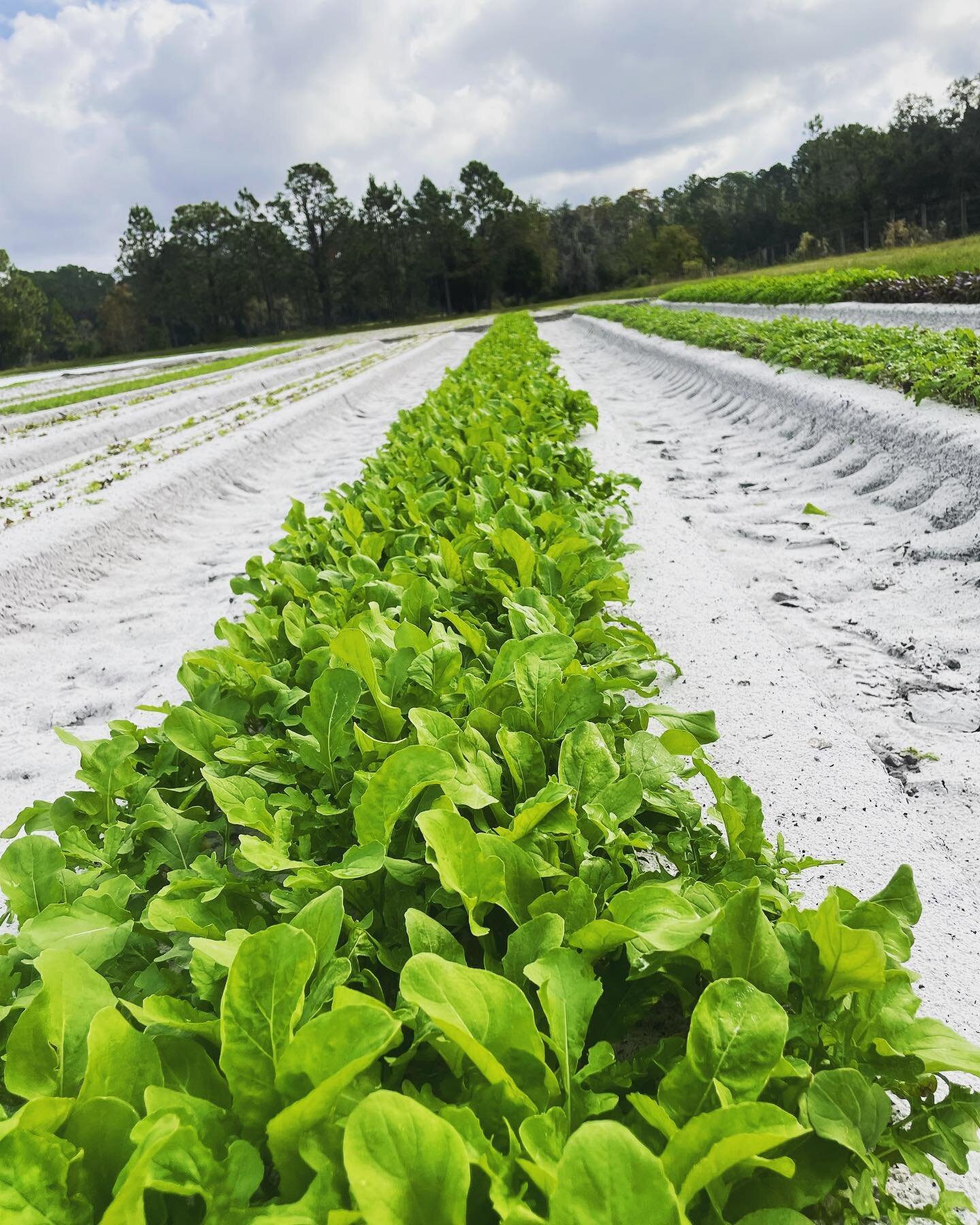 The greens have arrived! #floridagreens #floridafarmer #loveyourgreens