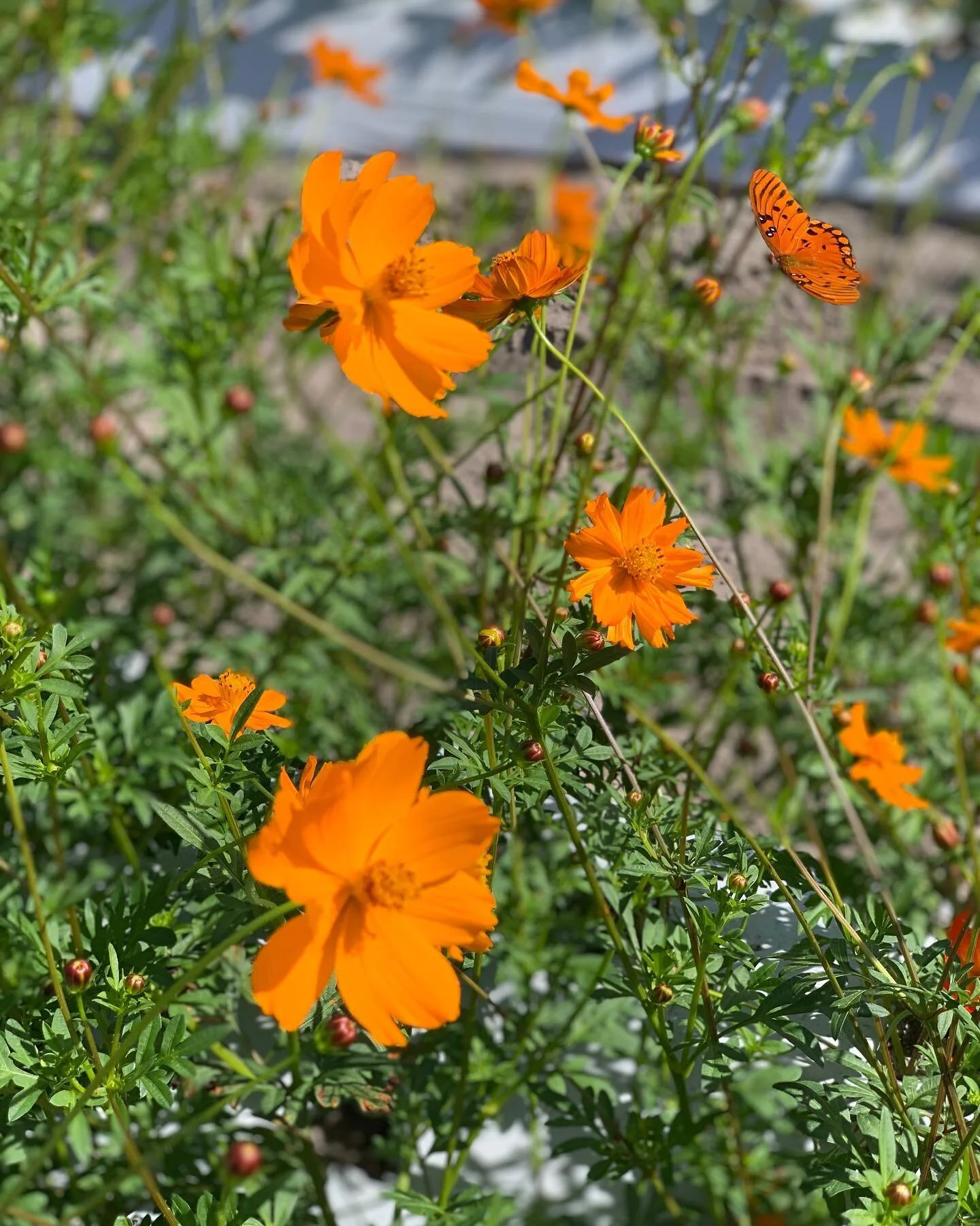 Loving this time of year 🌼🦋