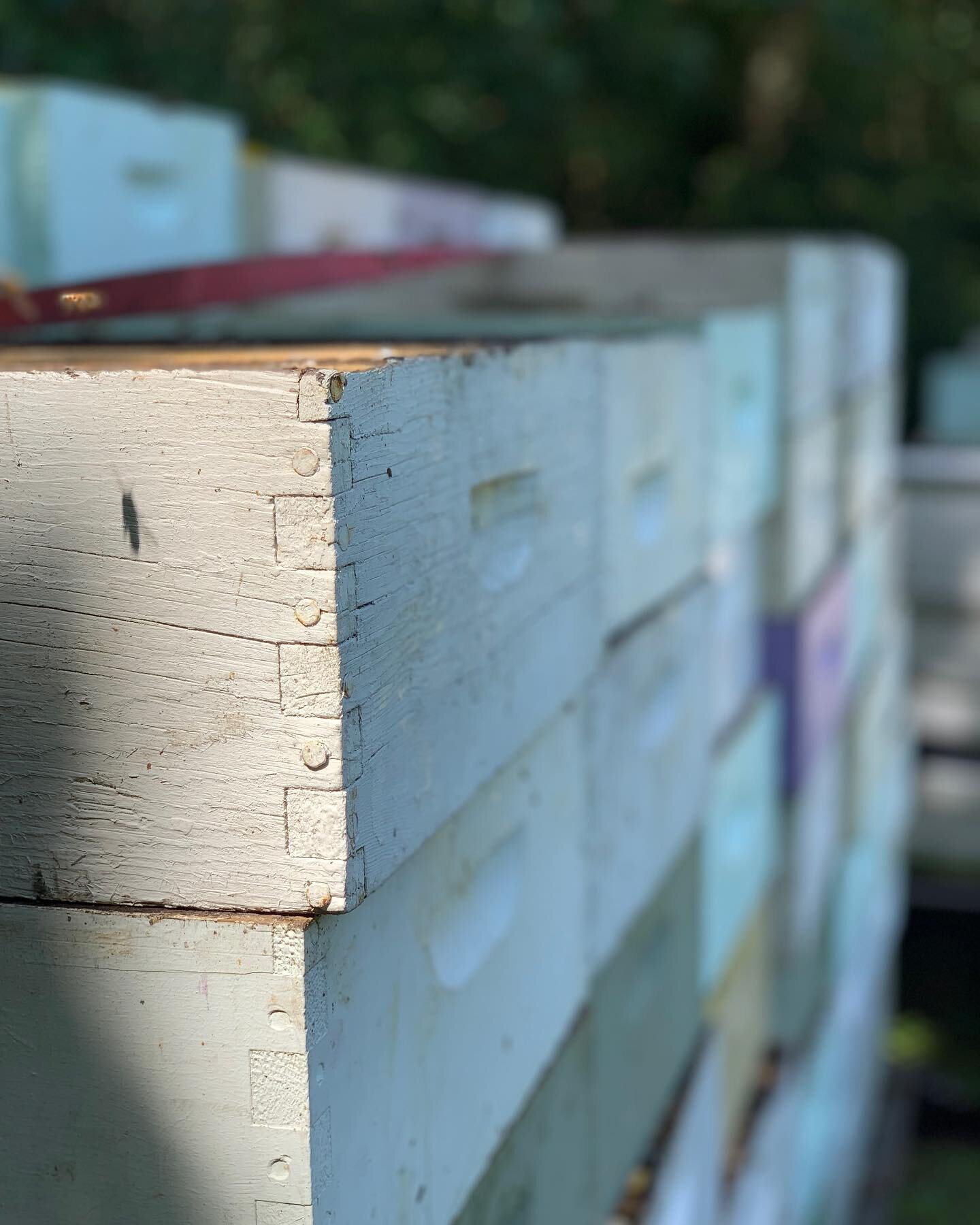 It&rsquo;s that time of the year for us beekeepers here in St. Augustine. Long hours in 90+ degree weather pulling our honey, sleepless nights extracting, day after day&hellip; but so worth it! Huge thank you to Joey for being a super human this week