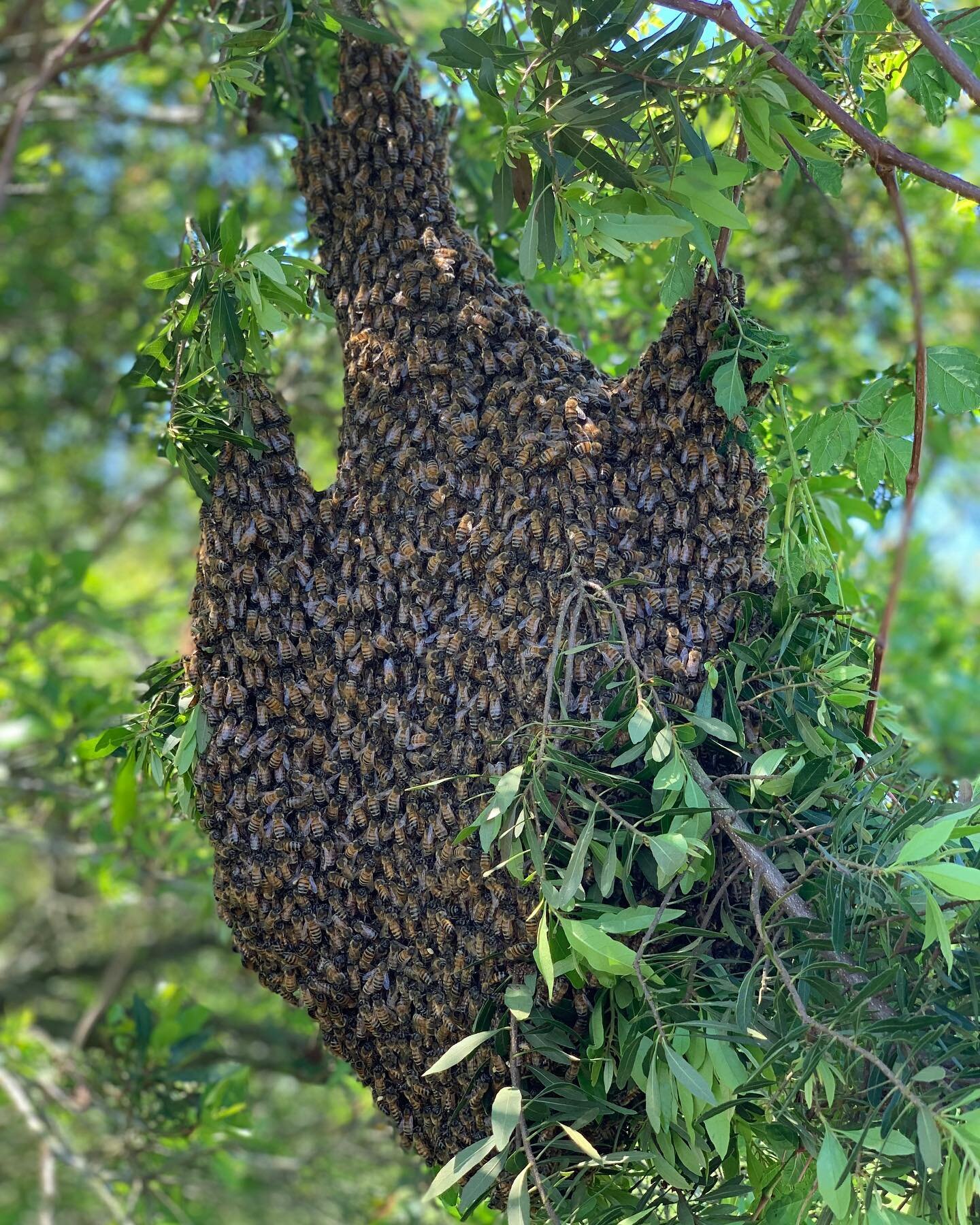 Just what joey wants to hear&hellip;. Another swarm 😂