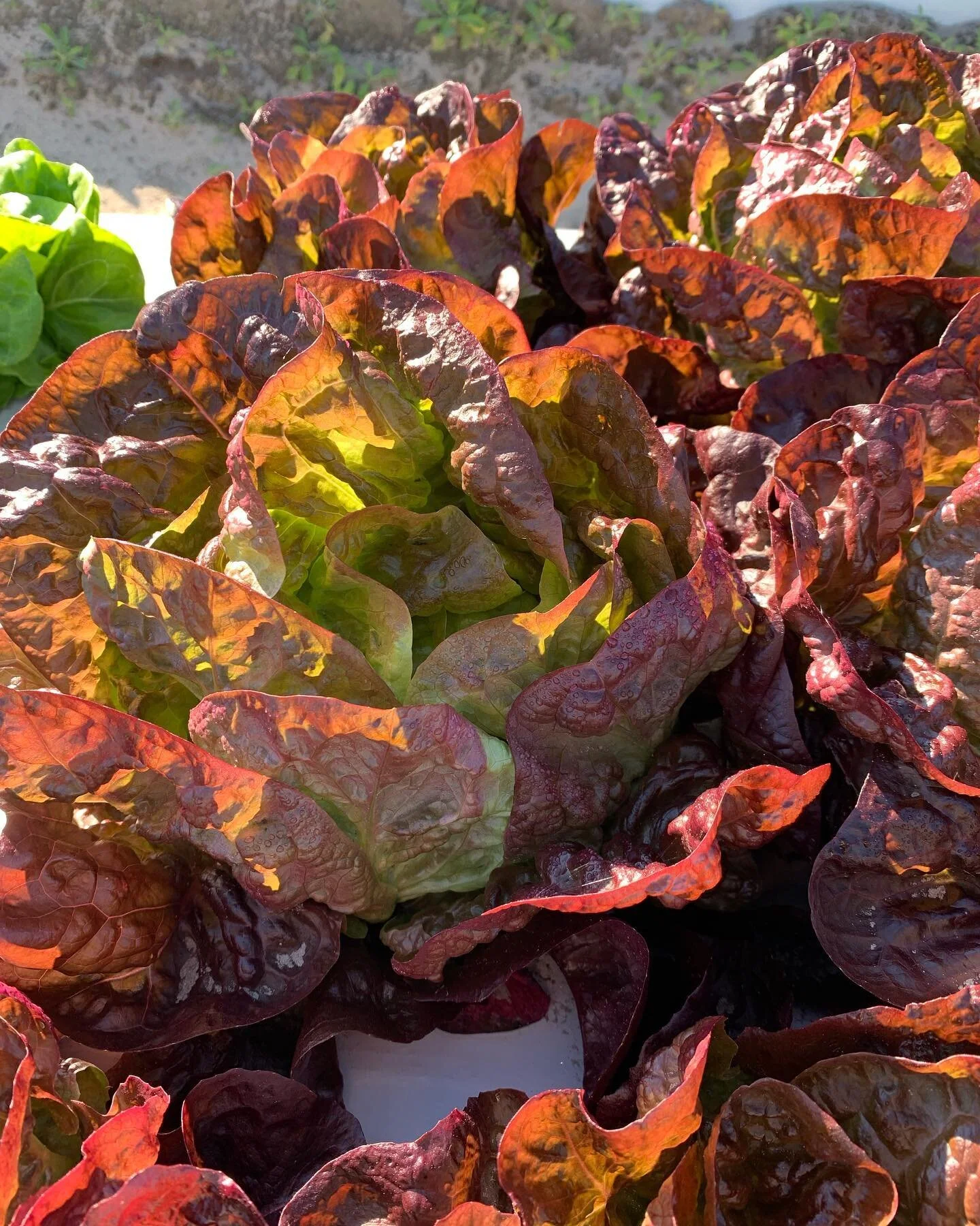 We will be hanging out at @staugampmarket tomorrow, rain or shine. Come grab some greens and Valentine&rsquo;s Day bouquets 🌱🌼💛