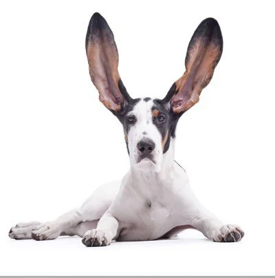 Are You Really Listening?