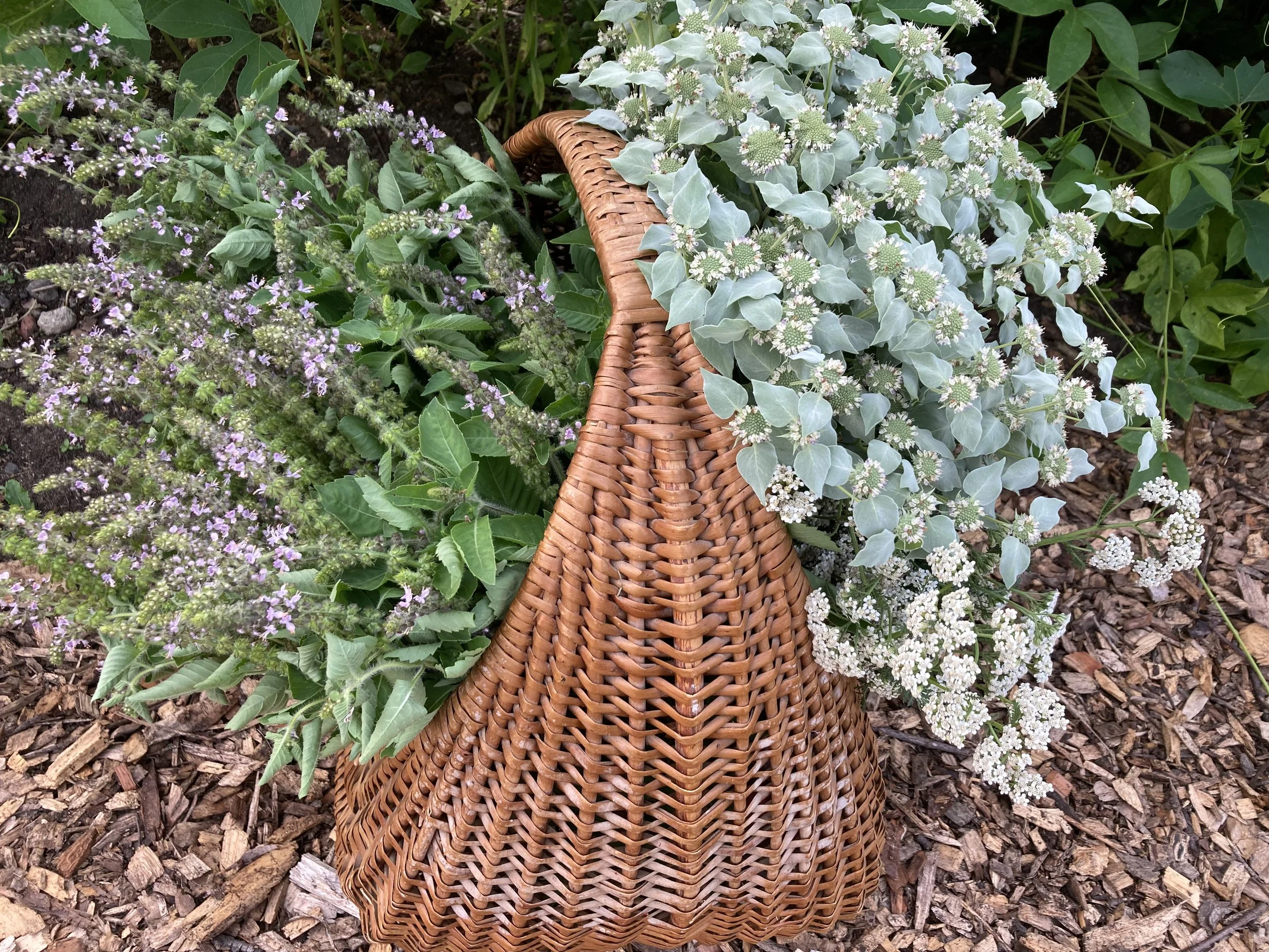 July Harvest Tulsi, Mountain Mint & Yarrow.jpeg