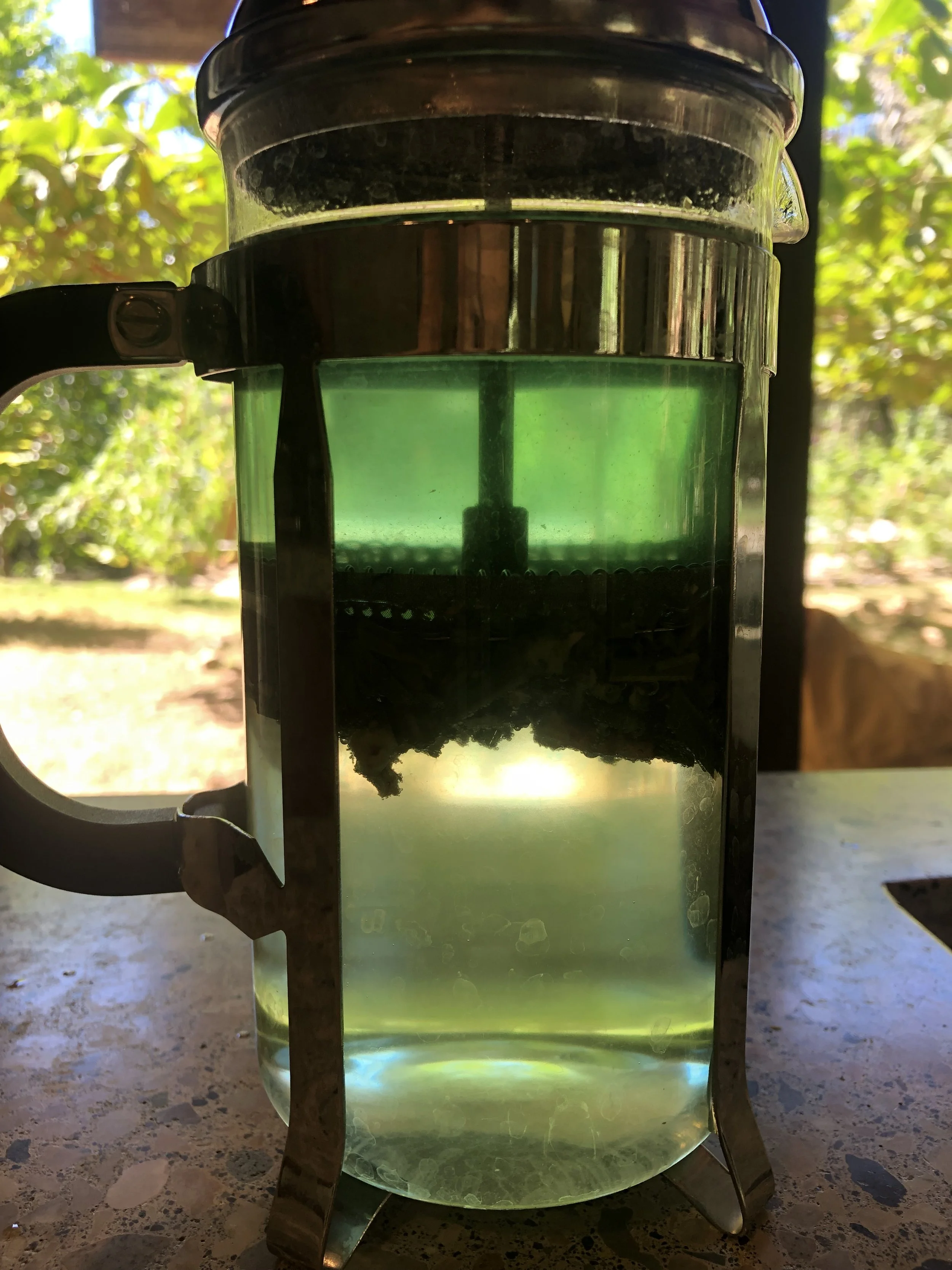 green tea in french press.jpg