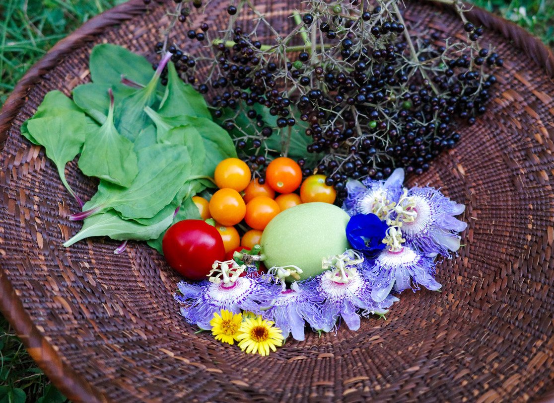 late summer garden harvest.jpeg