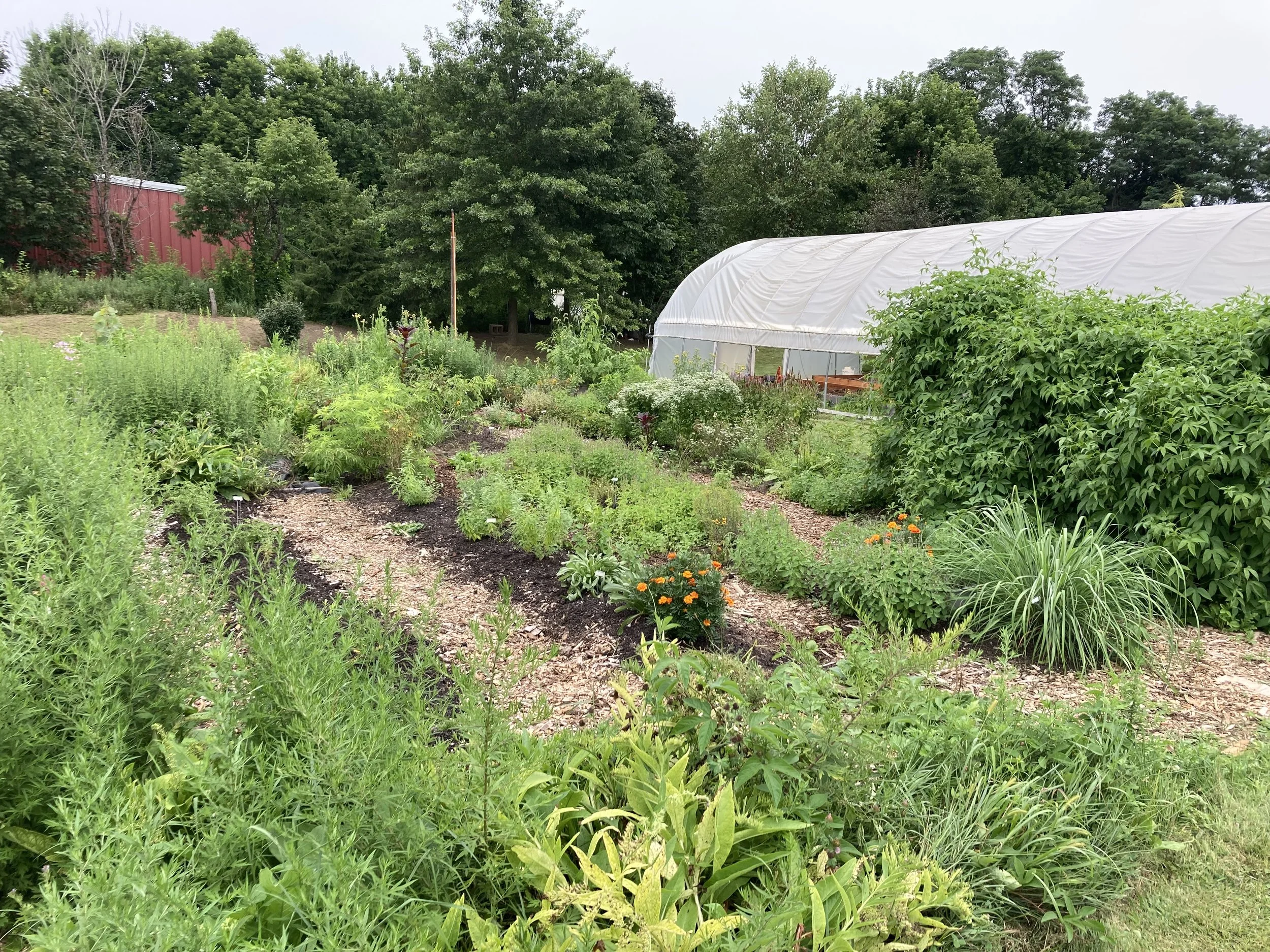 MotMot garden 8:2025.jpeg