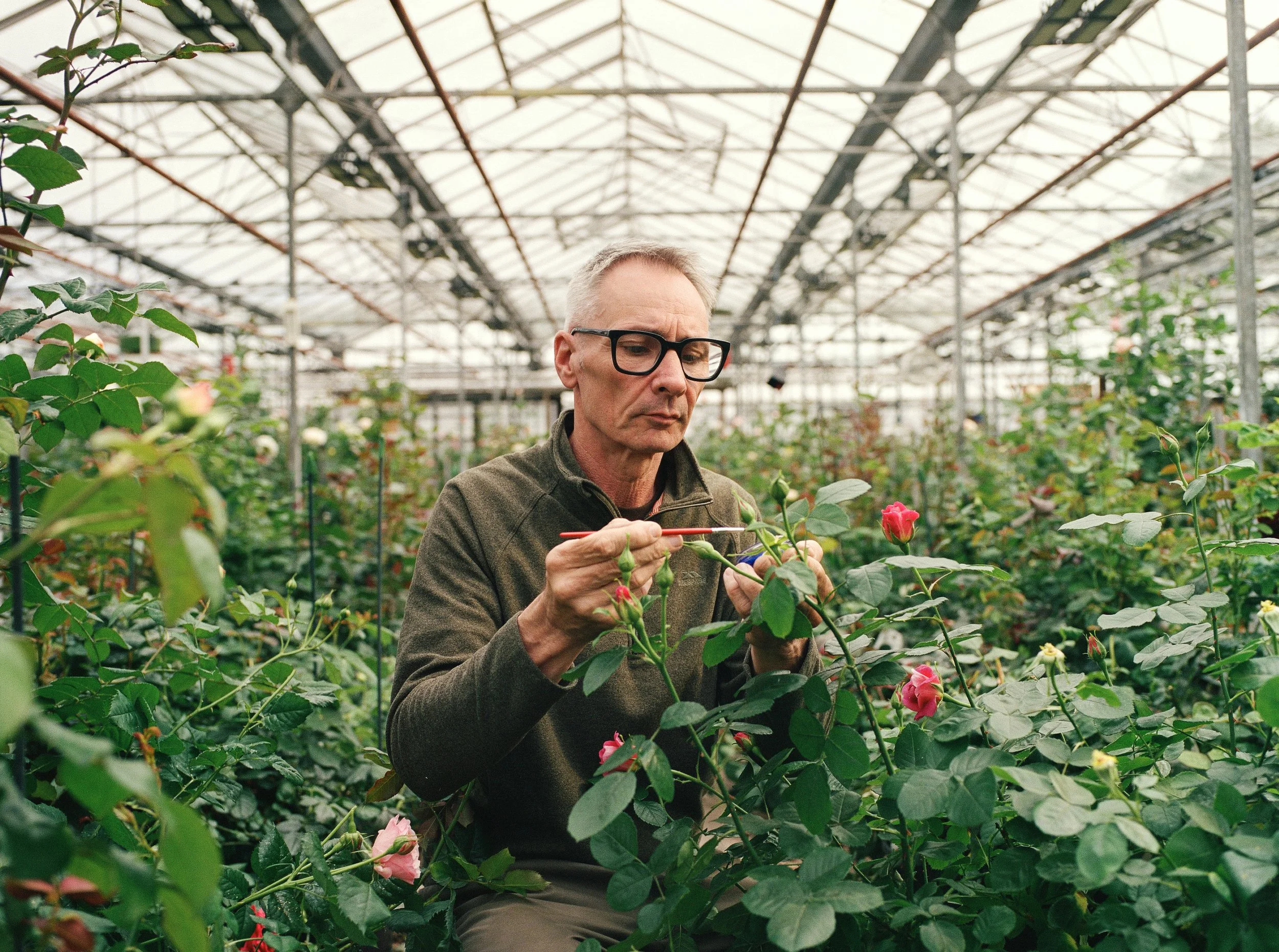 THE SIR DAVID BECKHAM ROSE