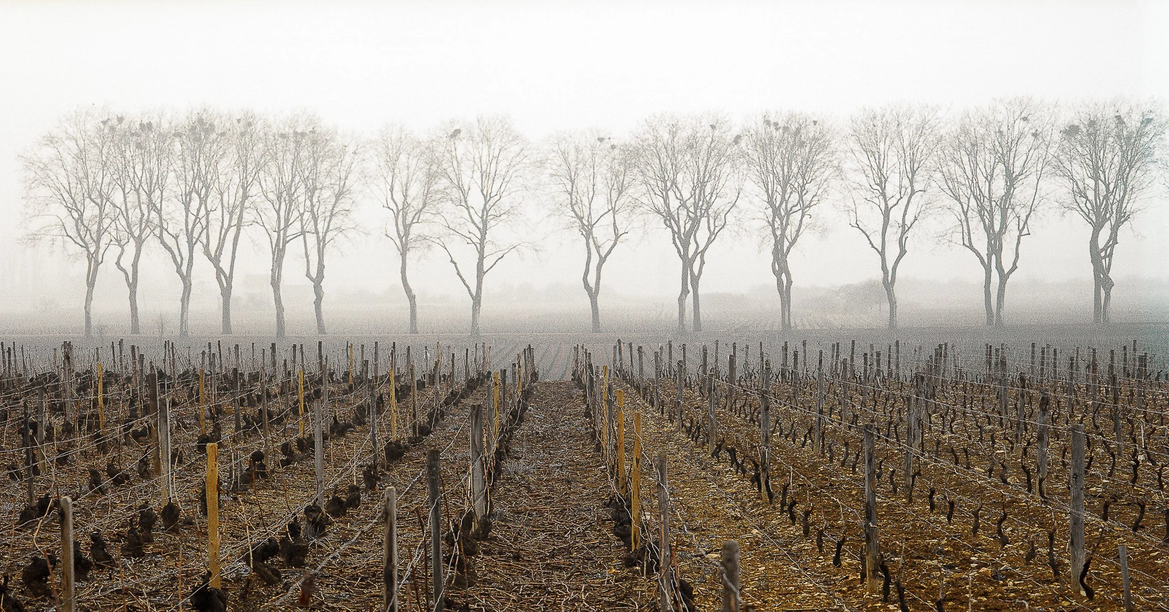 WINTER VINEYARD