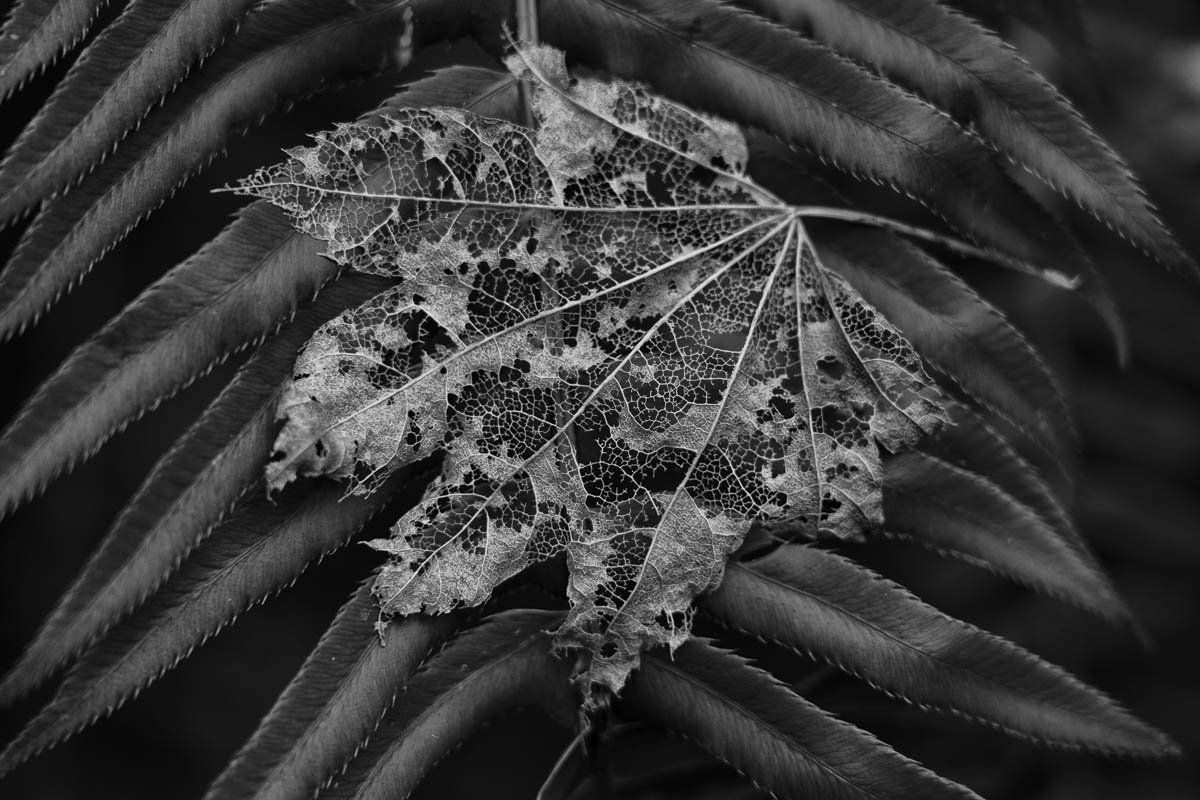 LACE AND LEAF