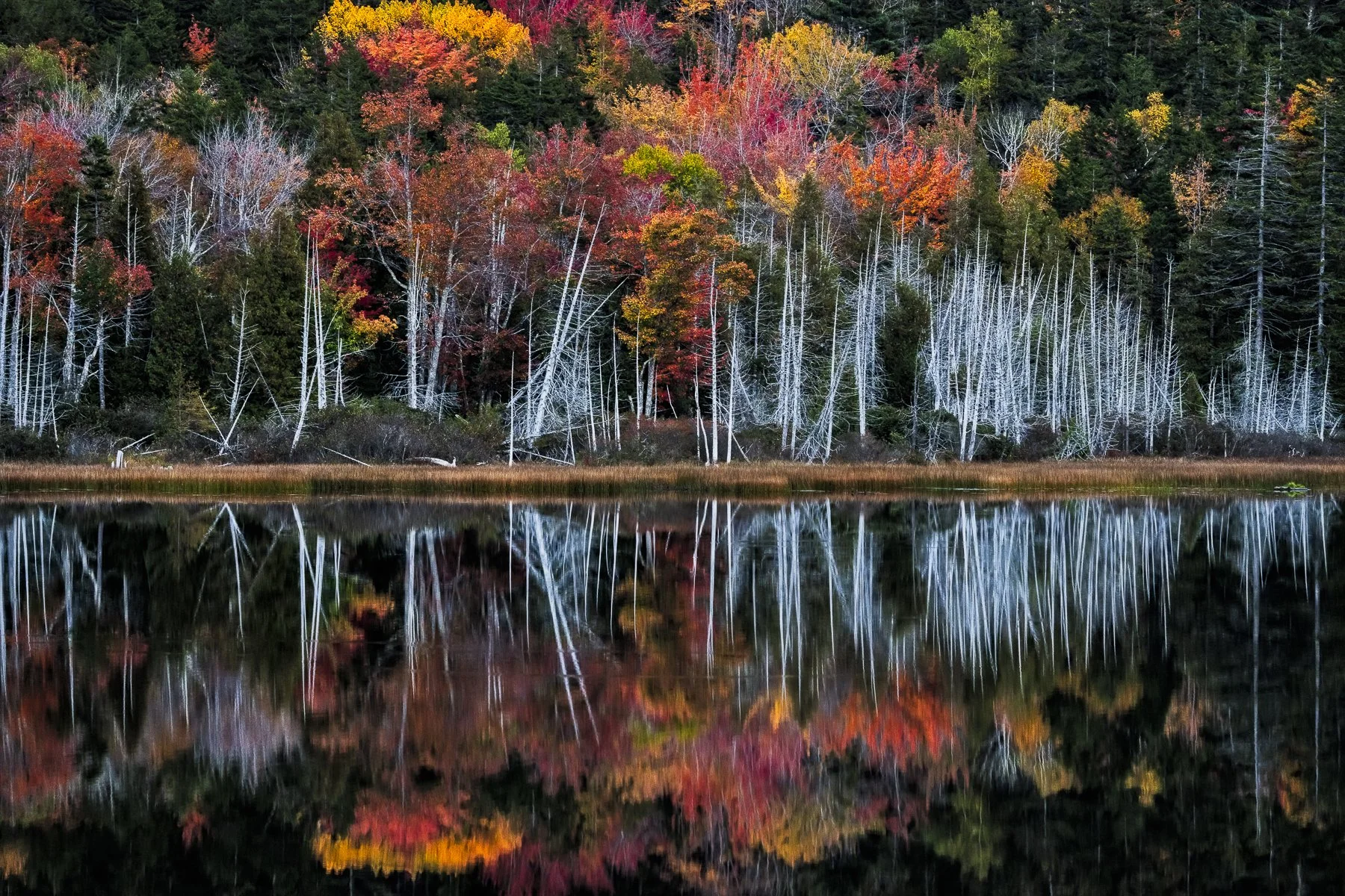 AUTUMN'S REFLECTION