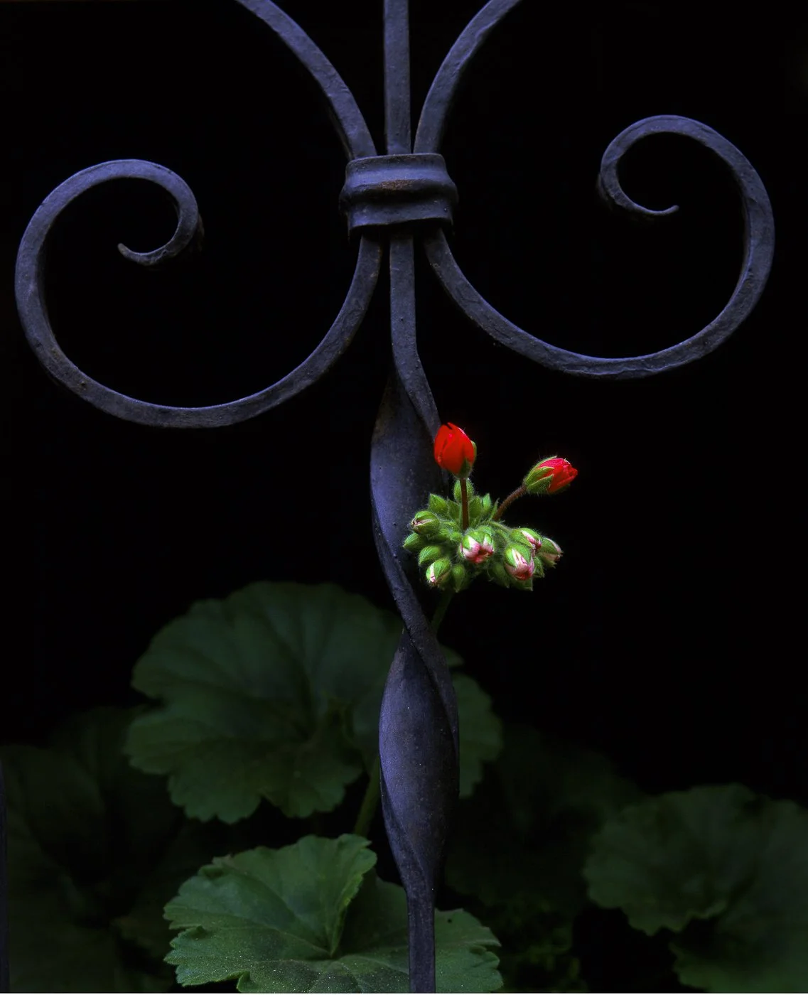 THE GATE'S BOUQUET