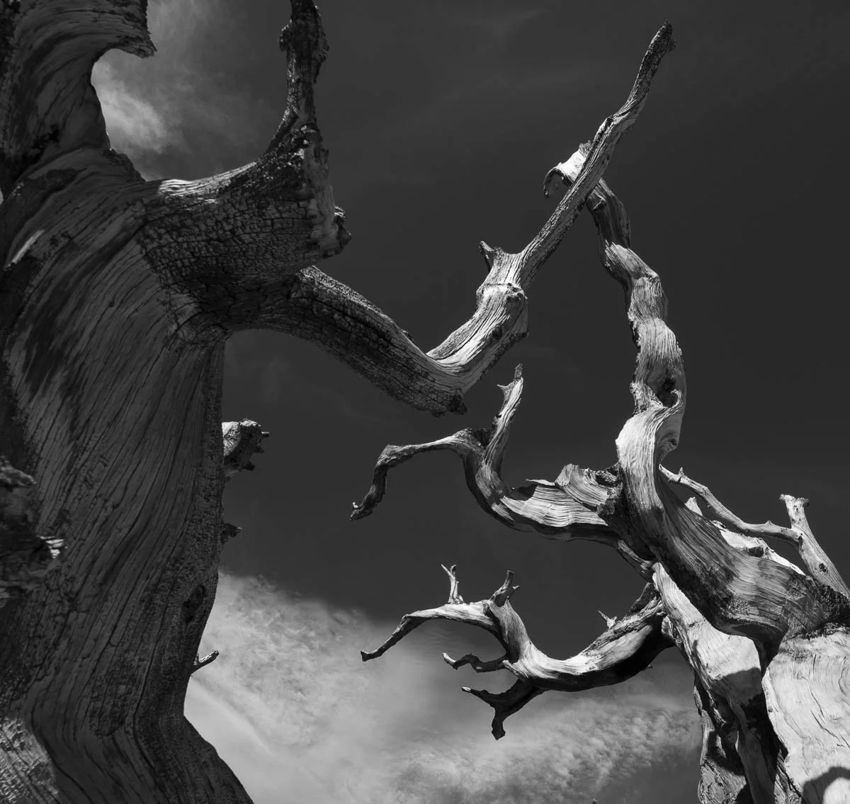 BARREN REACH