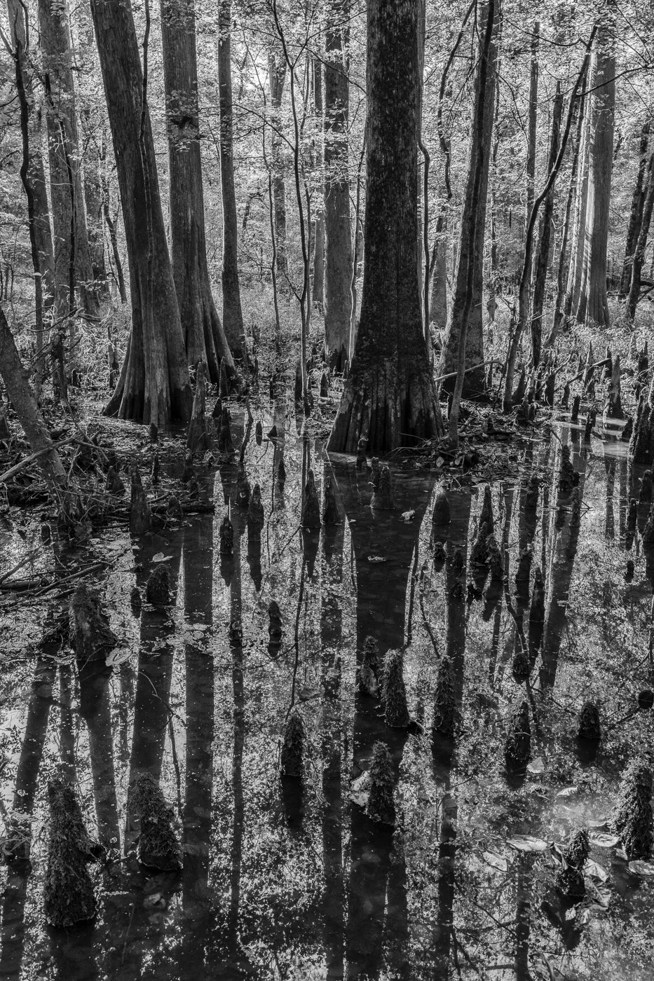 SWAMP REFLECTS