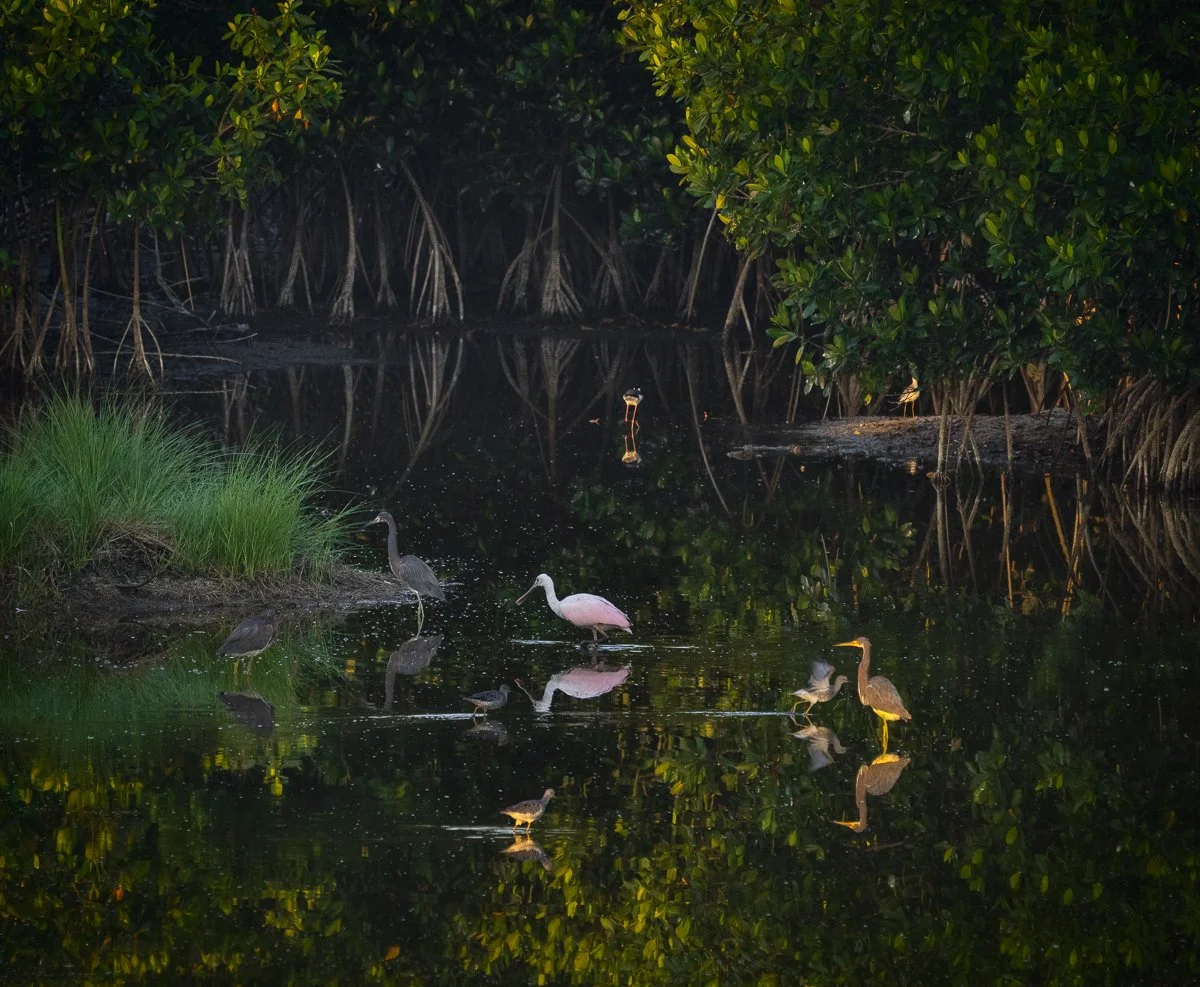 THE EVENING COMES ALIVE