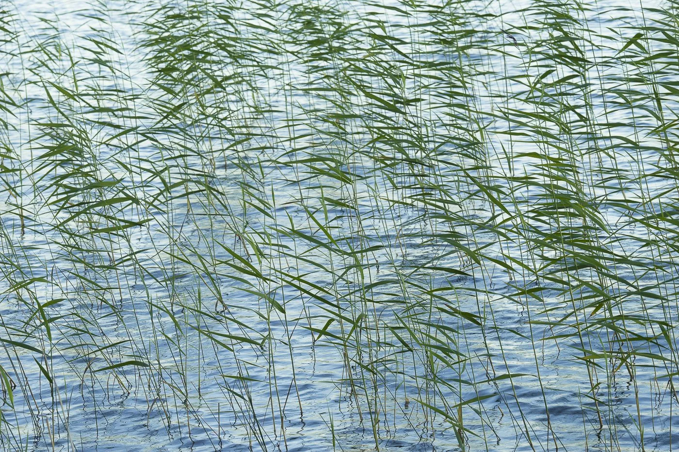 BAMBOO SWIMMING