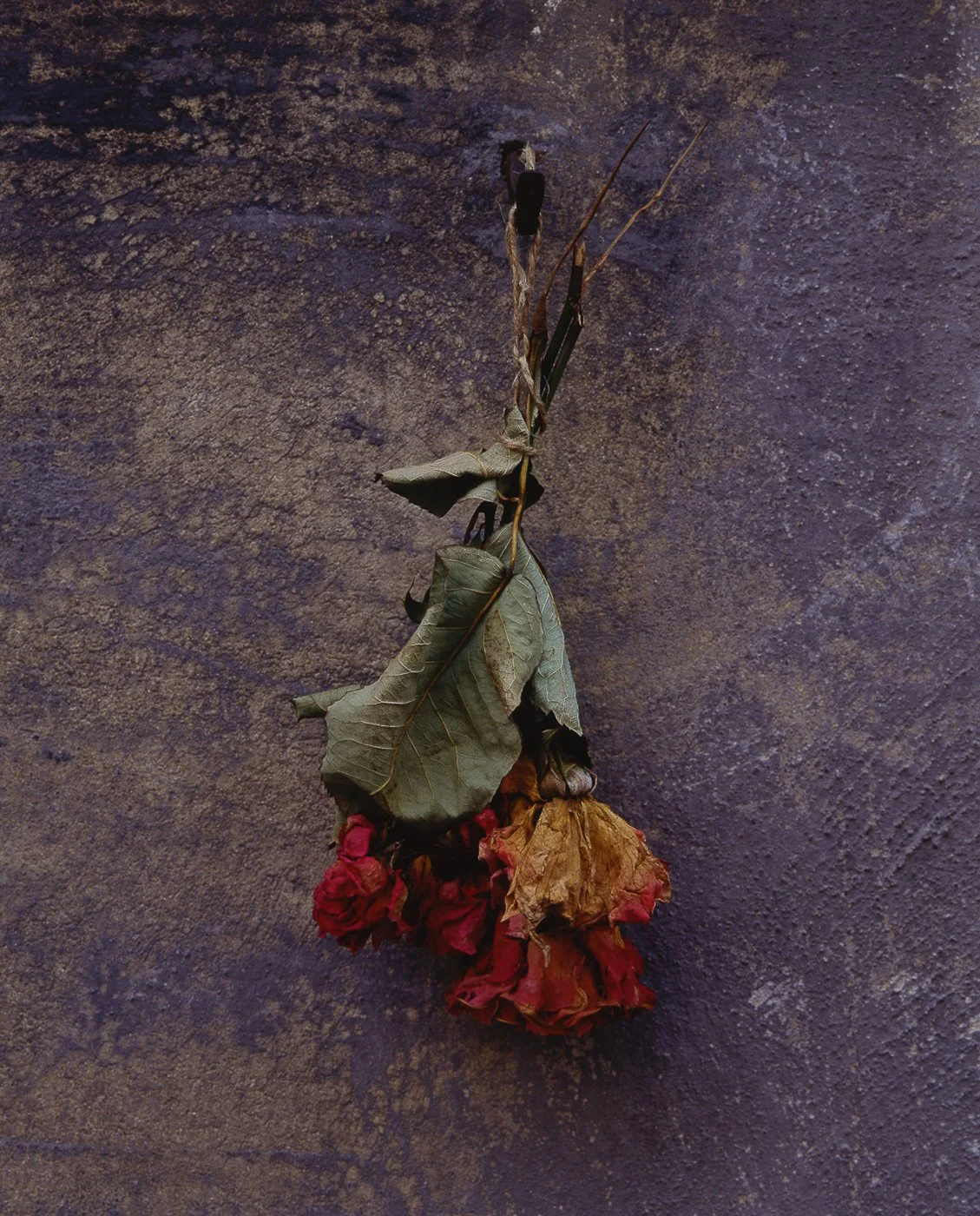 DRIED ROSES