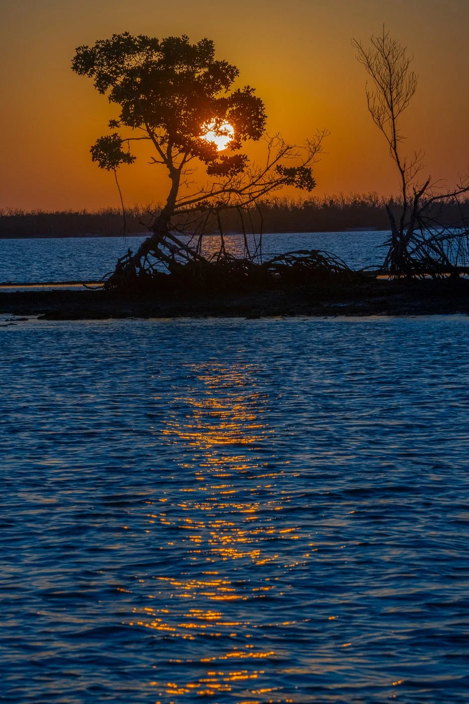 BLUE BAYOU